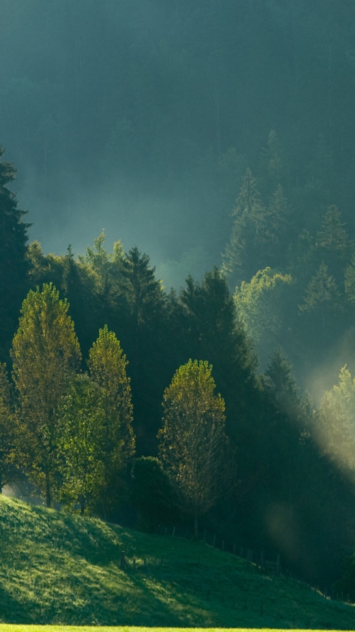 Arbres Verts Sur Terrain D'herbe Verte Sous Ciel Gris. Wallpaper in 720x1280 Resolution