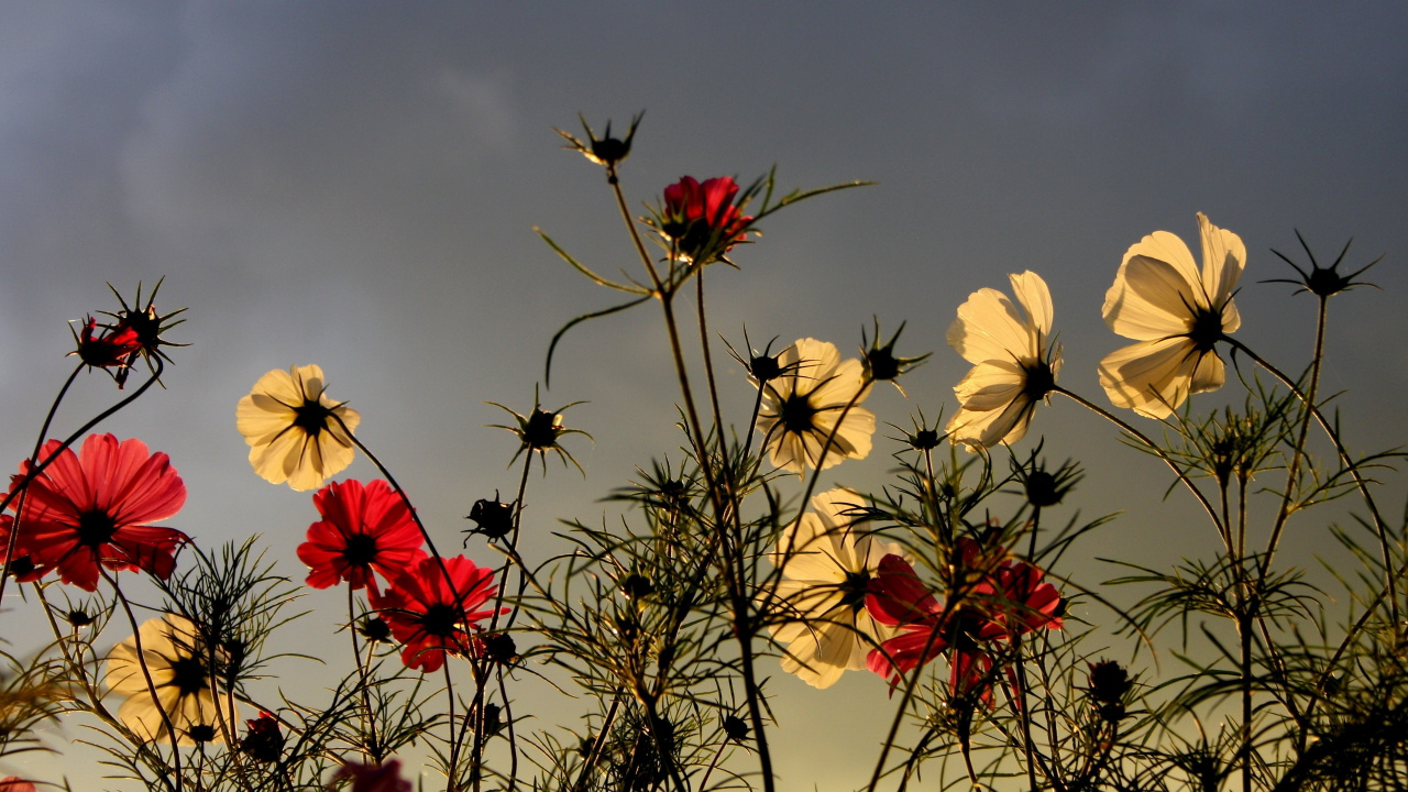 Rote Und Gelbe Blumen Unter Blauem Himmel. Wallpaper in 1280x720 Resolution