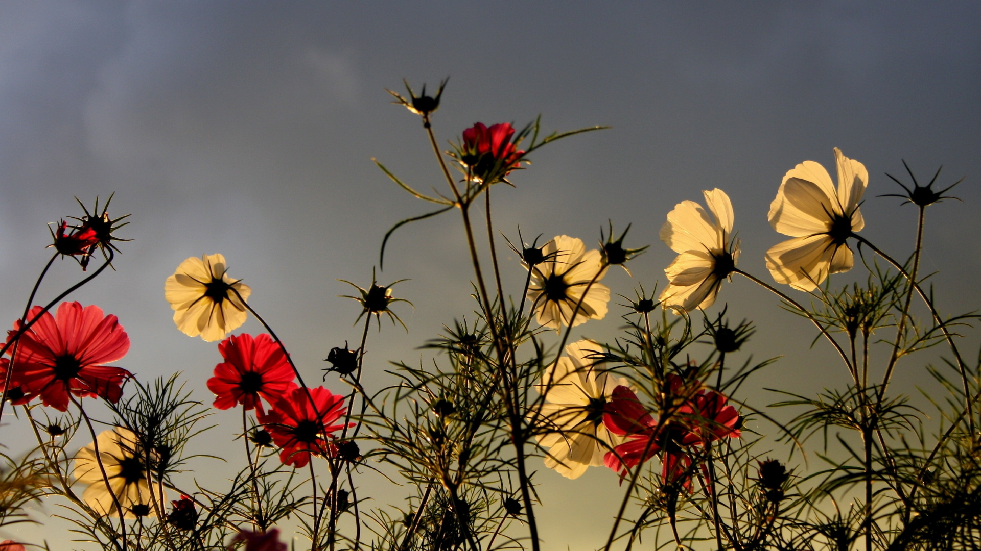 Rote Und Gelbe Blumen Unter Blauem Himmel. Wallpaper in 1920x1080 Resolution