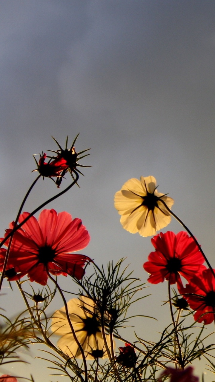 Rote Und Gelbe Blumen Unter Blauem Himmel. Wallpaper in 720x1280 Resolution