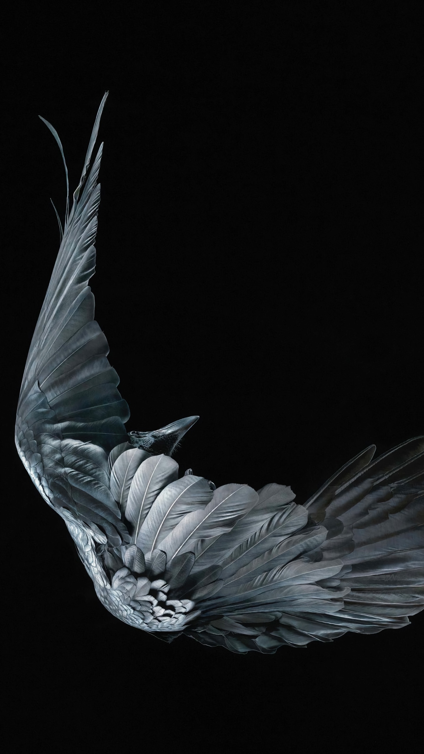 Art of Dying Vices, Birds, Head, Plant, Gesture. Wallpaper in 1440x2560 Resolution