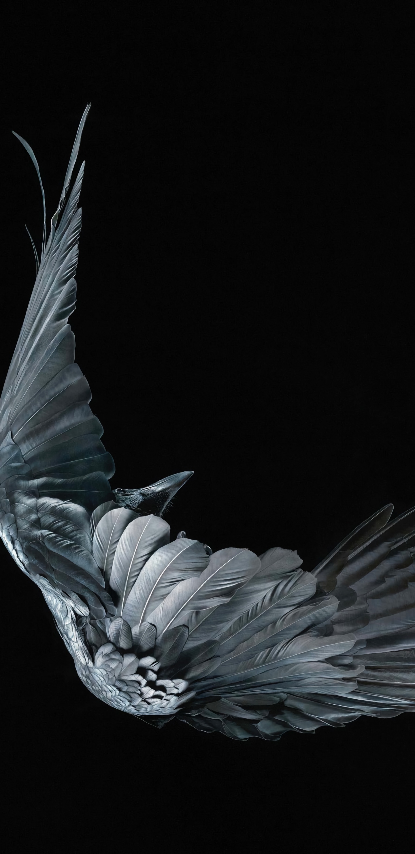 Arte de Morir Vicios, Pájaros, Cabeza, Gesto, Criatura Mítica. Wallpaper in 1440x2960 Resolution