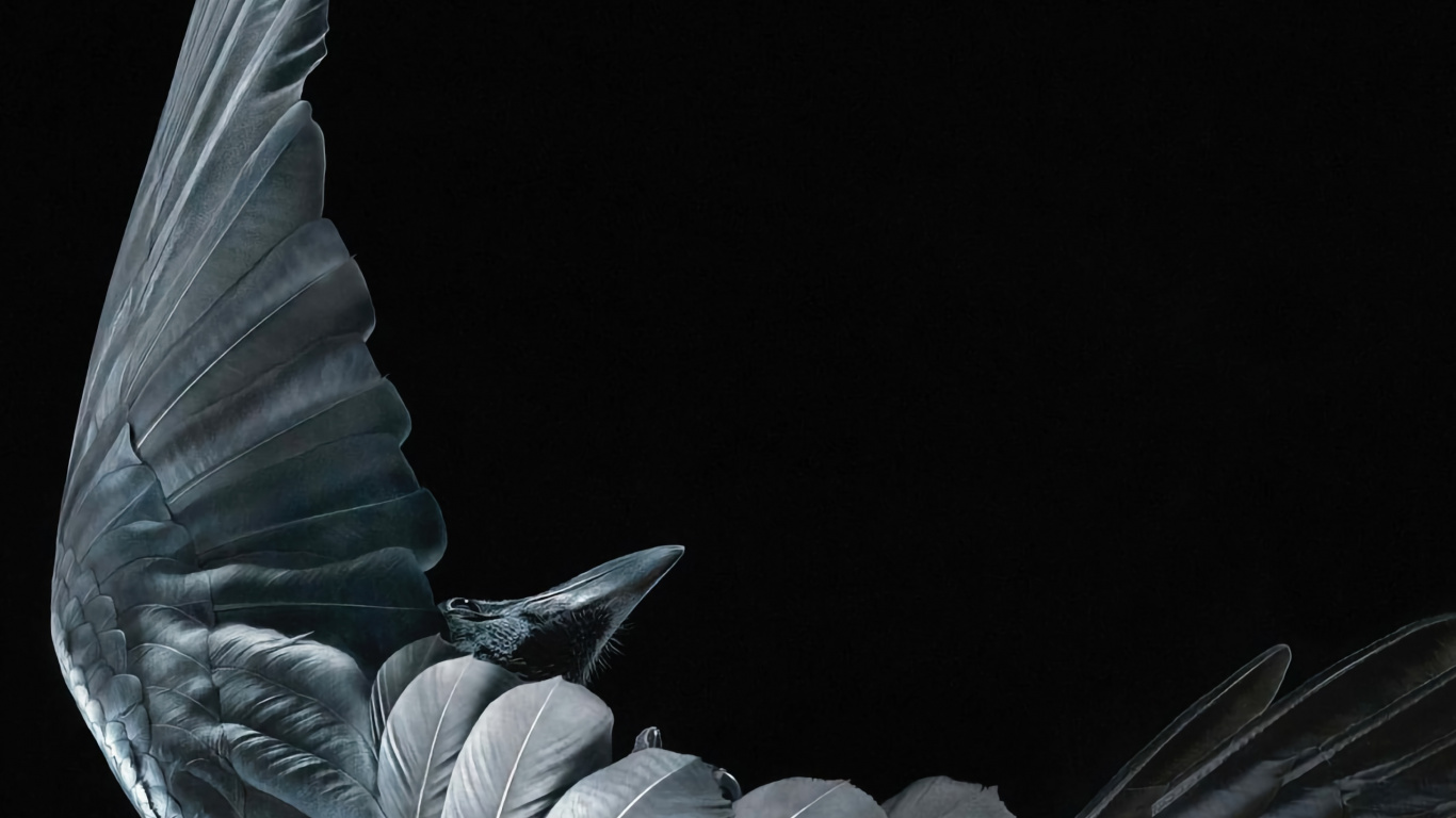 手势, 神秘的生物, 羽毛, 艺术, 珠宝 壁纸 1366x768 允许