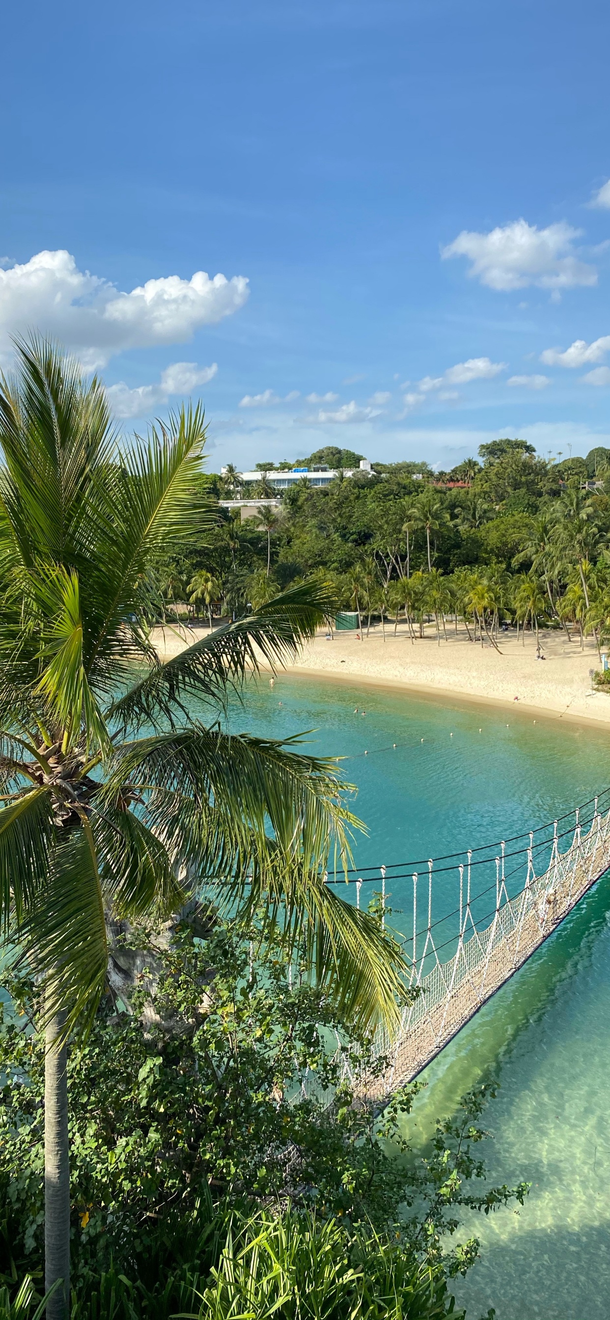 Naturaleza, Palmera, Ciencia, Cuerpo de Agua, la Vegetación. Wallpaper in 1242x2688 Resolution