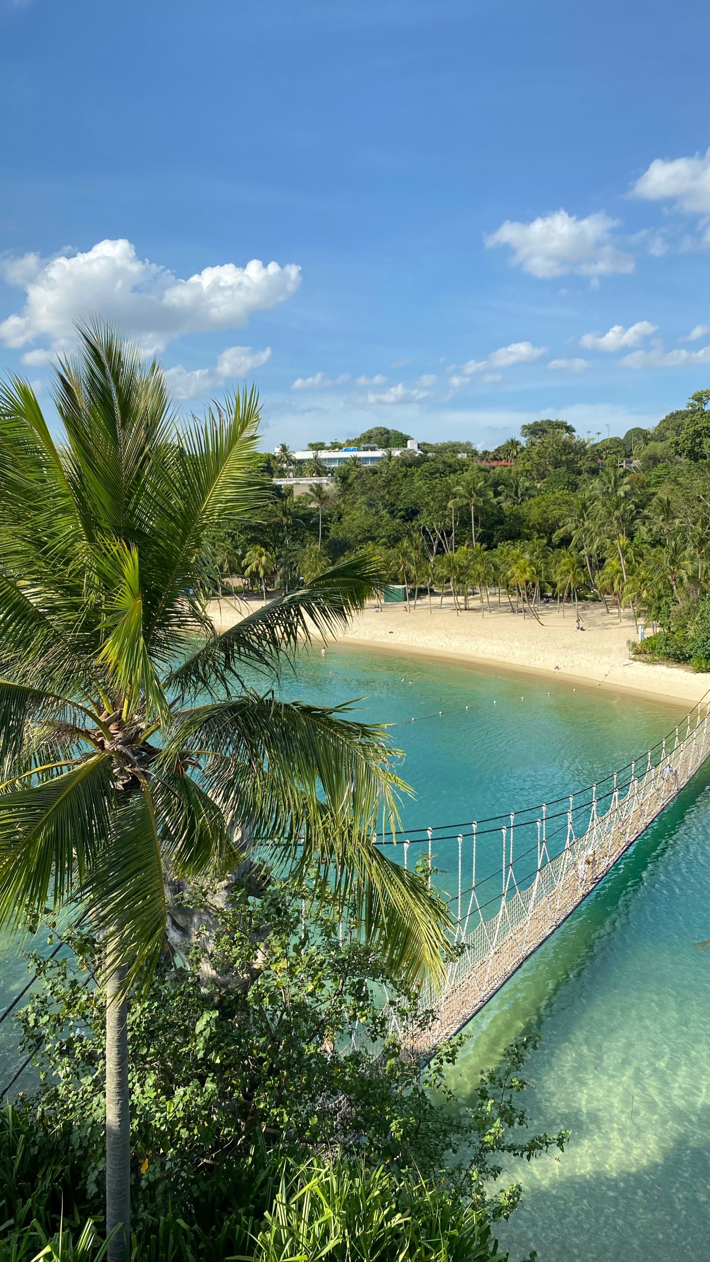 Nature, Palm Trees, Science, Body of Water, Vegetation. Wallpaper in 1440x2560 Resolution