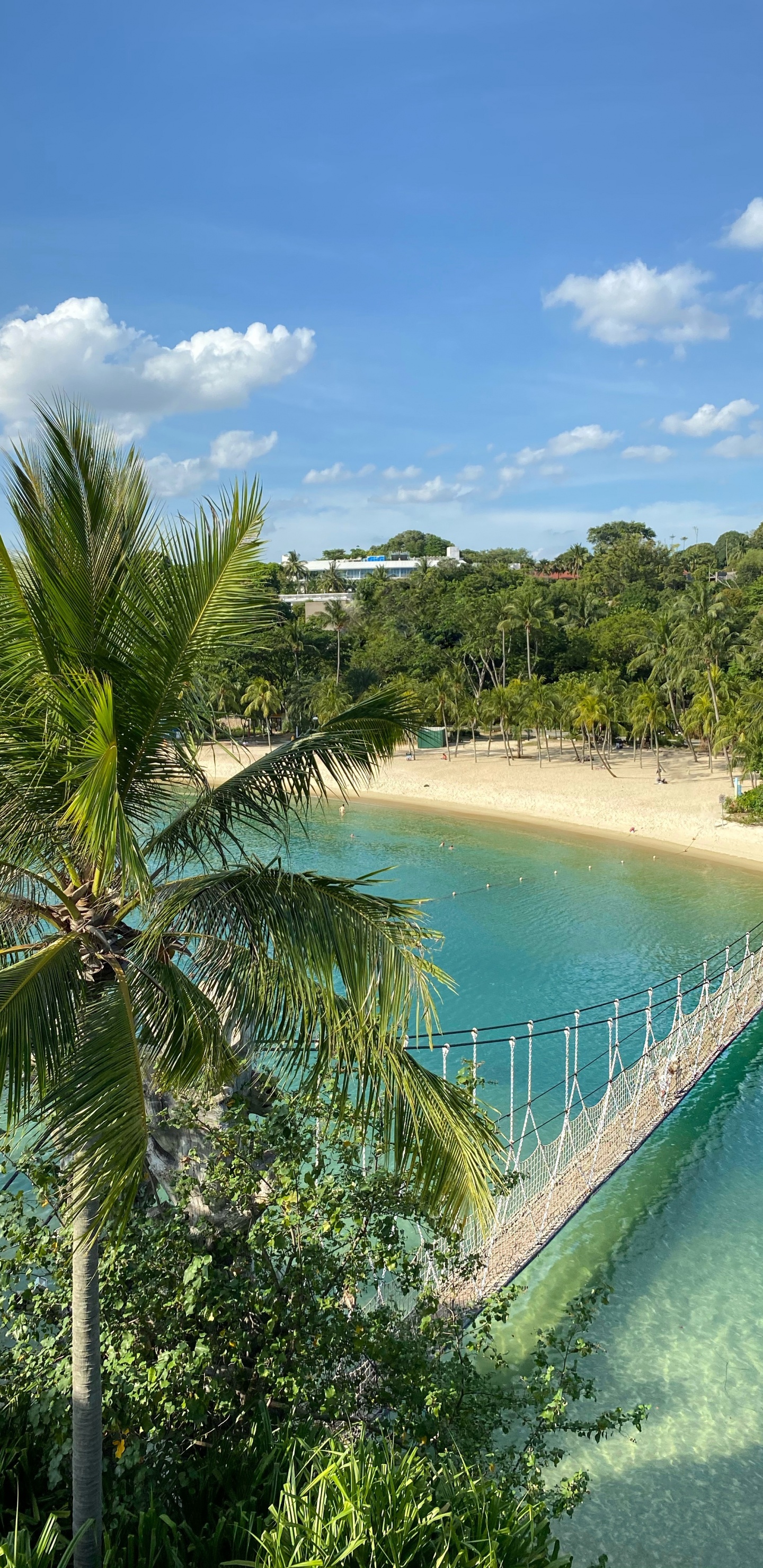 Nature, Palm Trees, Science, Body of Water, Vegetation. Wallpaper in 1440x2960 Resolution