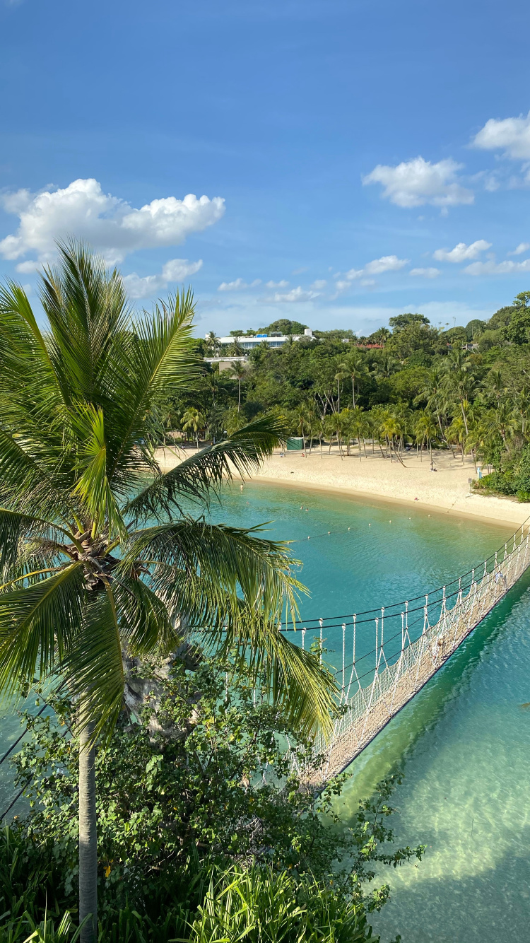 Nature, Palm Trees, Science, Body of Water, Vegetation. Wallpaper in 750x1334 Resolution