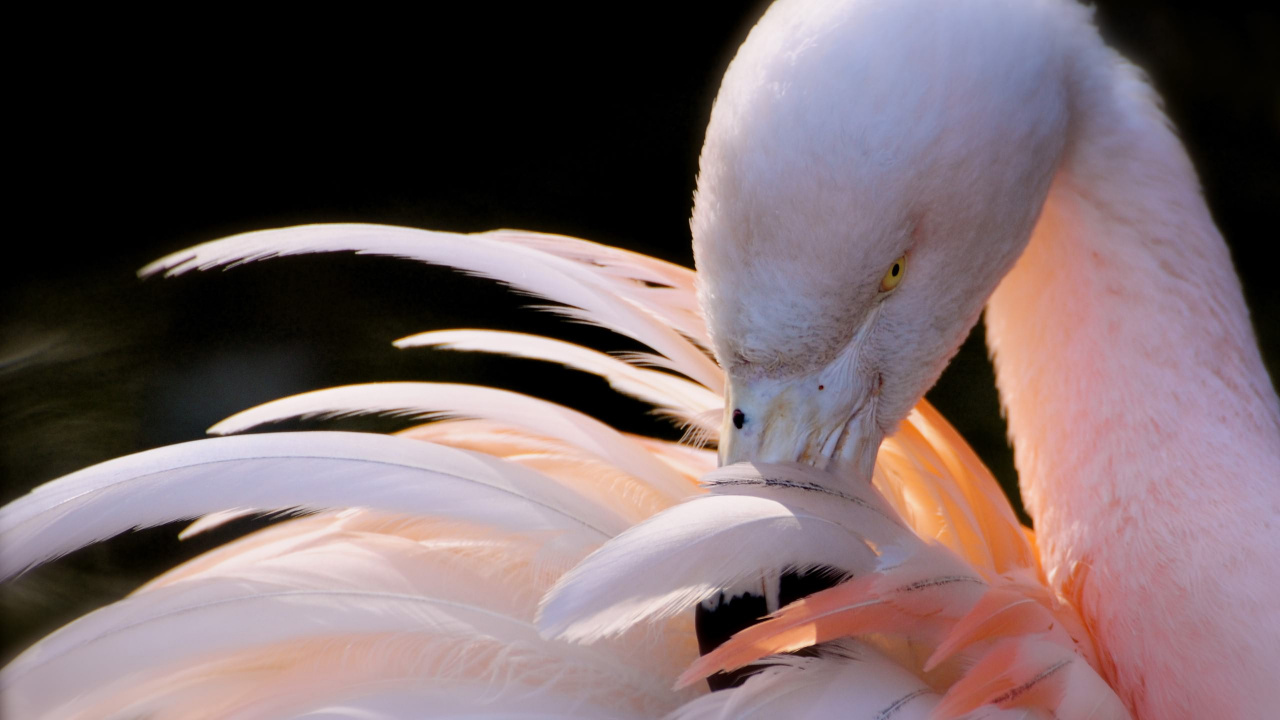 Cygne Blanc en Gros Plan. Wallpaper in 1280x720 Resolution