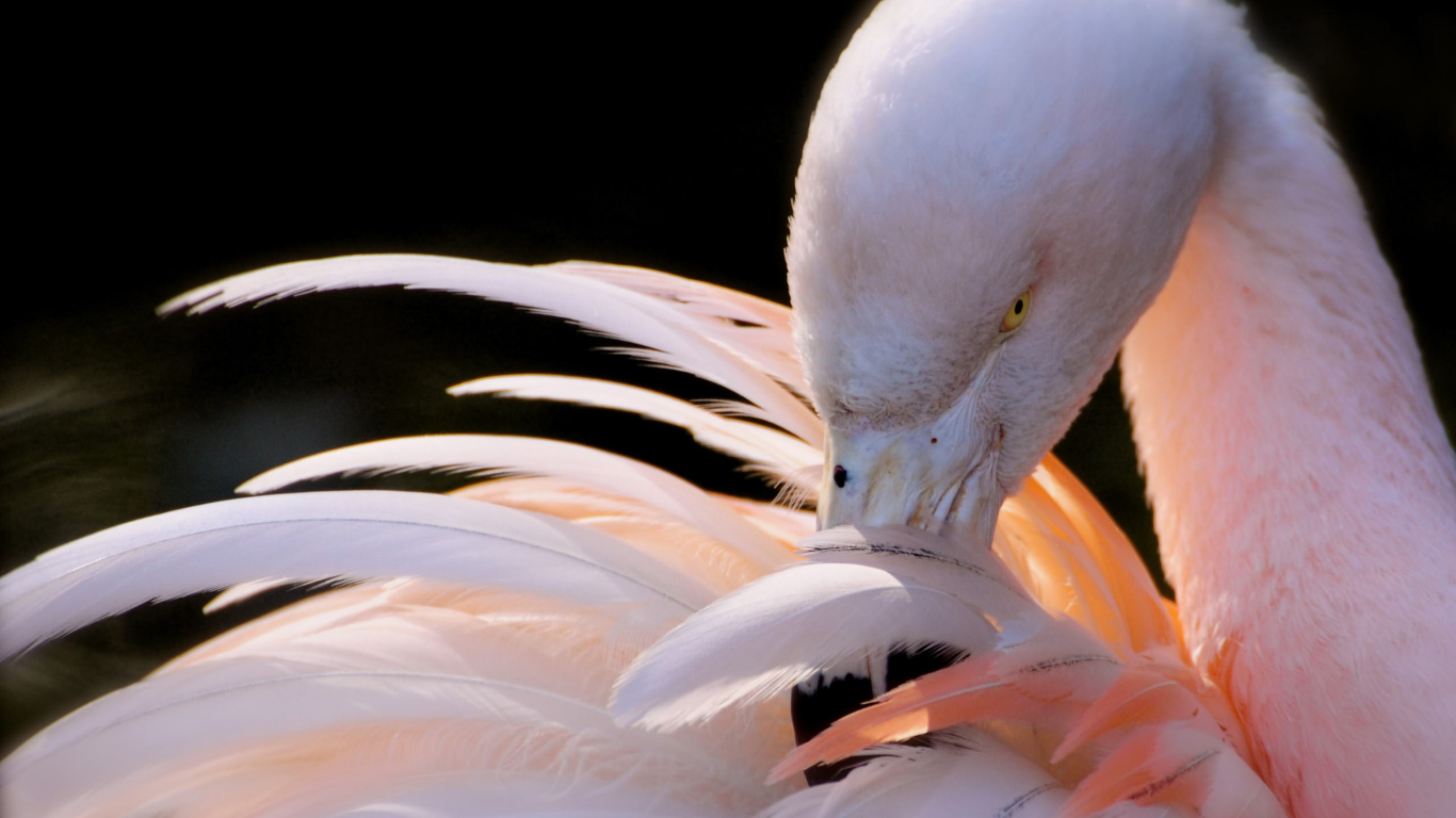 Cygne Blanc en Gros Plan. Wallpaper in 1366x768 Resolution