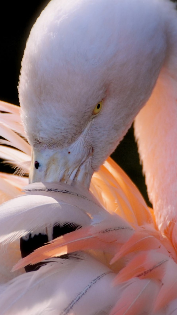 White Swan in Close up Photography. Wallpaper in 720x1280 Resolution