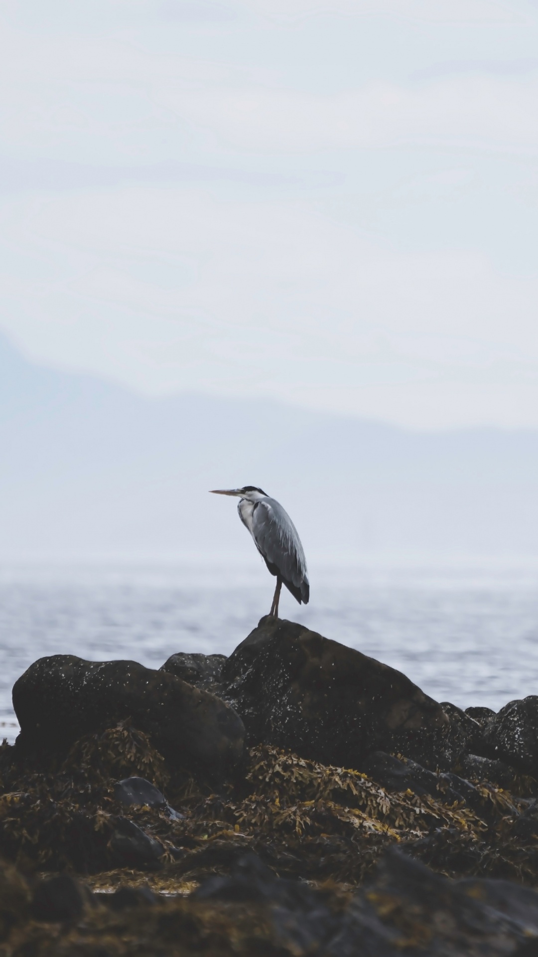 Oiseau Blanc Sur le Rivage Rocheux Pendant la Journée. Wallpaper in 1080x1920 Resolution