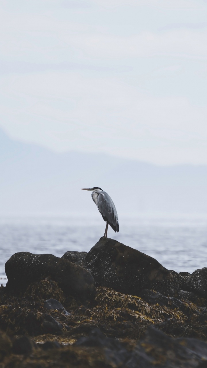 Oiseau Blanc Sur le Rivage Rocheux Pendant la Journée. Wallpaper in 720x1280 Resolution