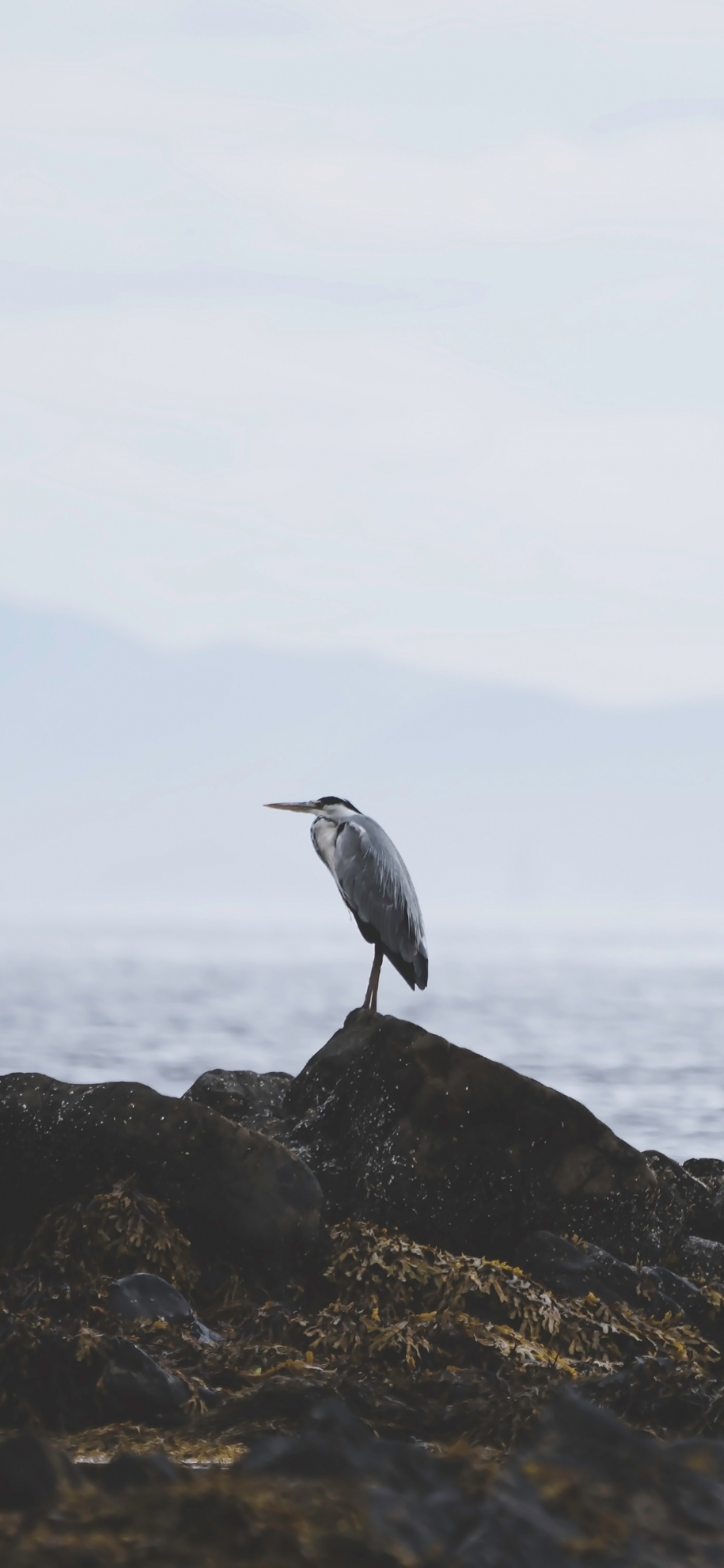 White Bird on Rocky Shore During Daytime. Wallpaper in 1242x2688 Resolution