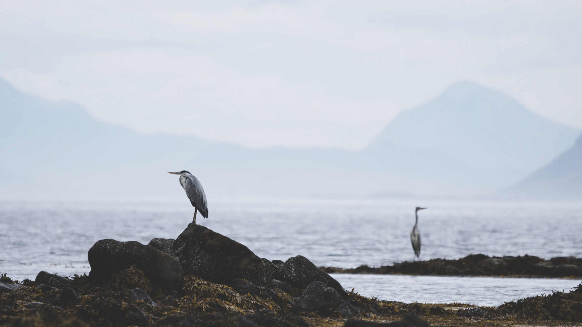 White Bird on Rocky Shore During Daytime. Wallpaper in 1920x1080 Resolution