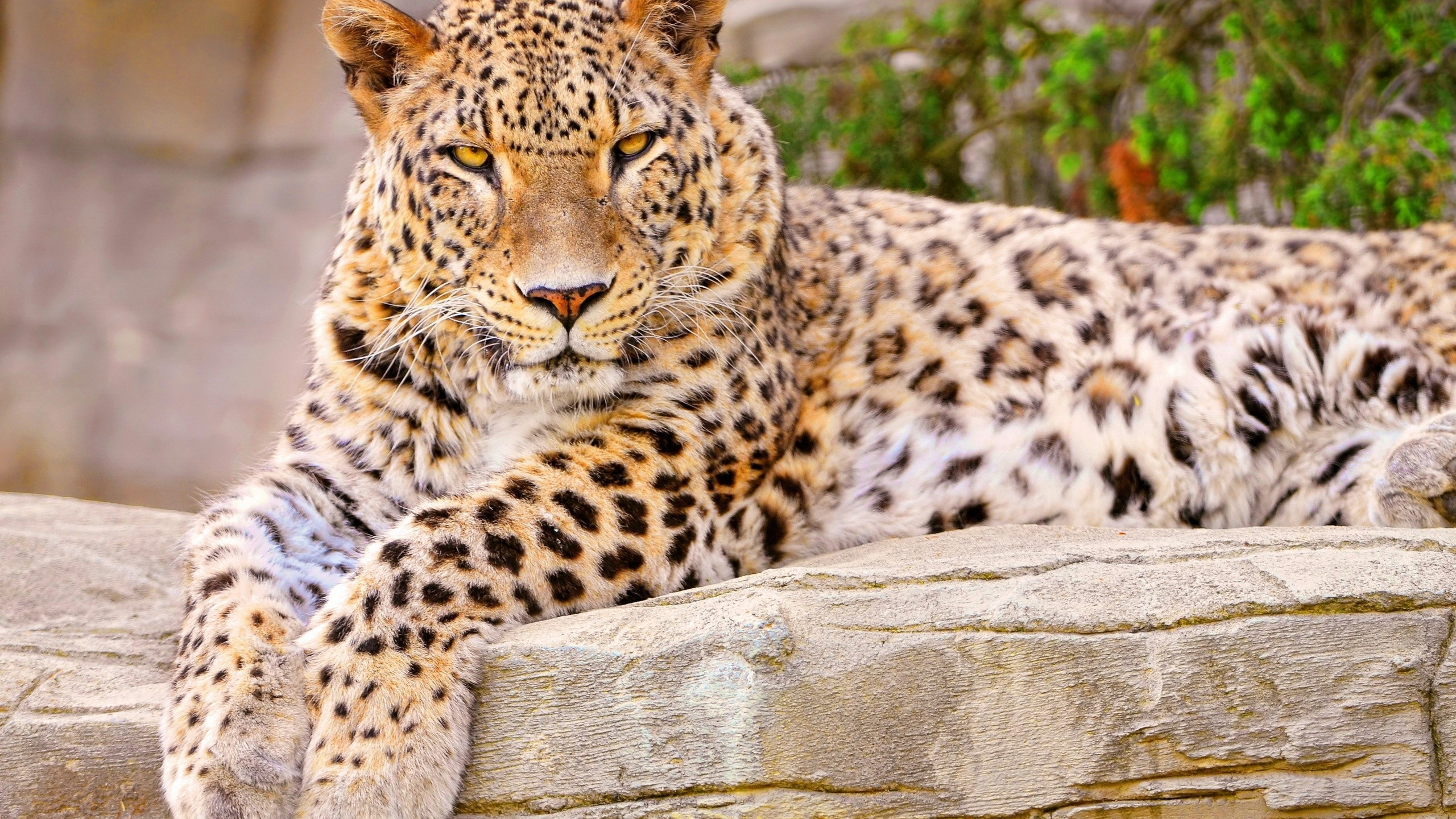 Leopard Lying on Gray Rock During Daytime. Wallpaper in 2560x1440 Resolution