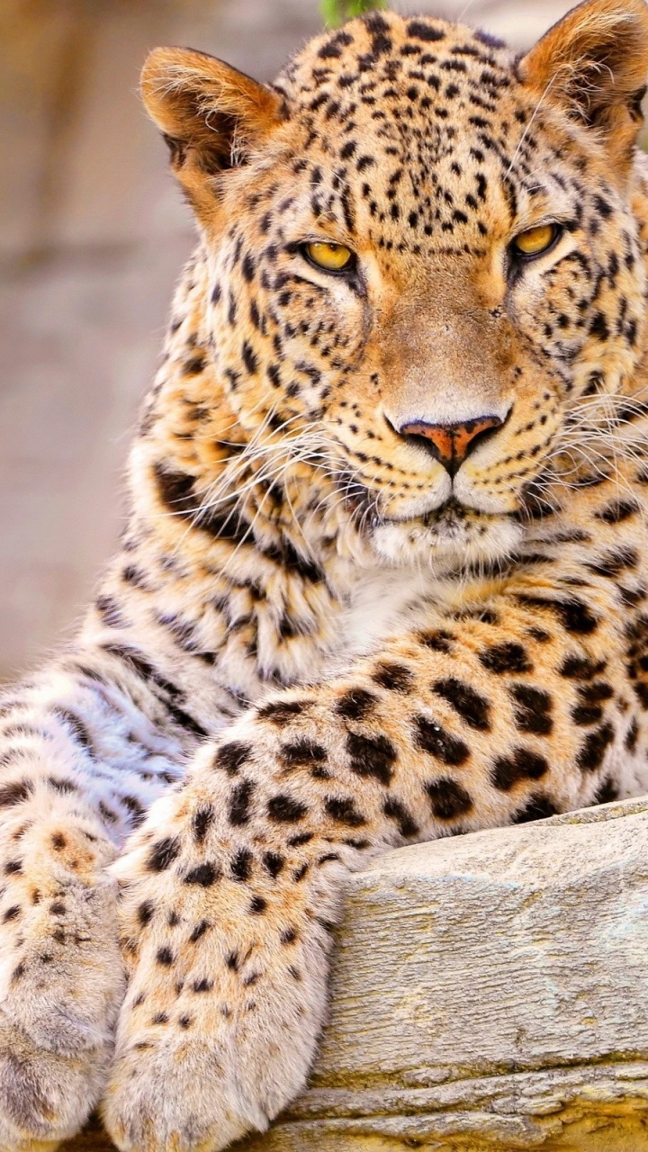 Leopard Lying on Gray Rock During Daytime. Wallpaper in 720x1280 Resolution