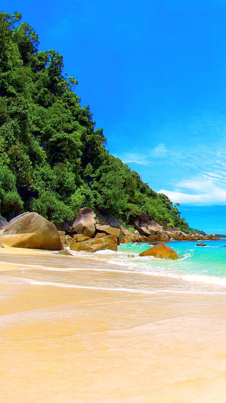Green Trees on Brown Sand Beach During Daytime. Wallpaper in 750x1334 Resolution