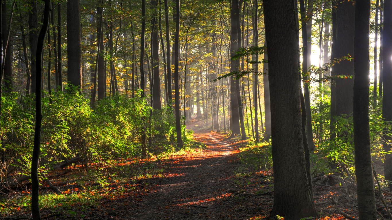 Tagsüber Grüne Bäume im Wald. Wallpaper in 1366x768 Resolution