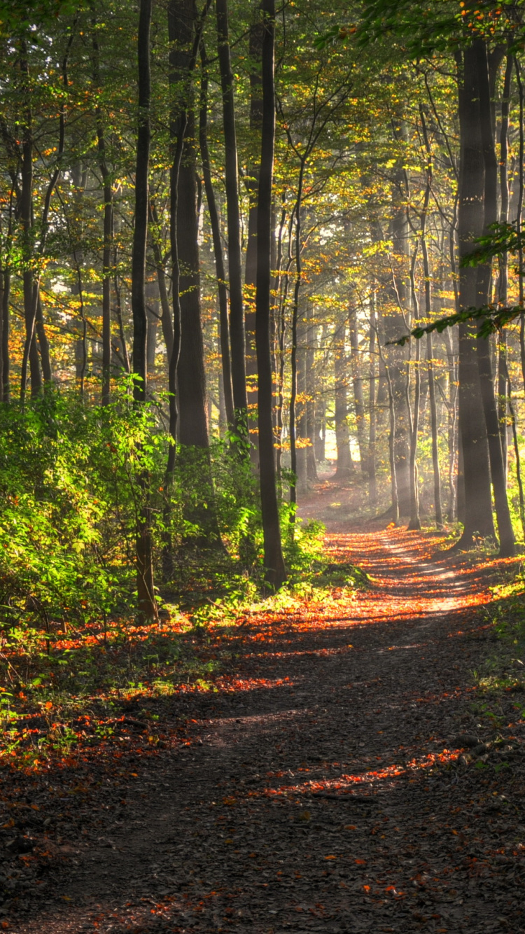 Árboles Verdes en el Bosque Durante el Día. Wallpaper in 750x1334 Resolution
