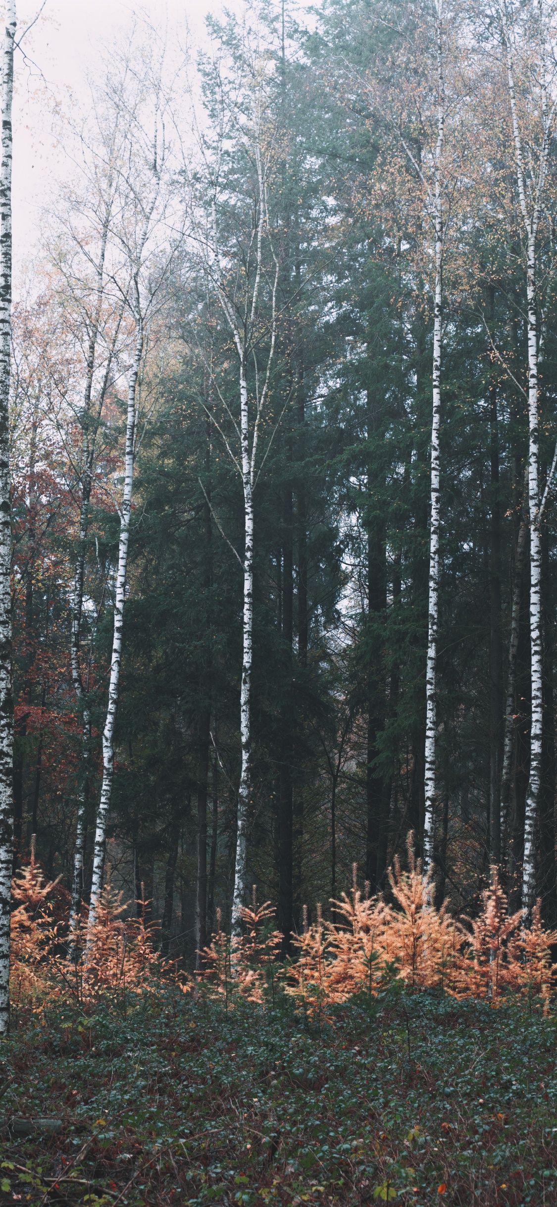 Abedul, Bioma, Silvicultura, Templado de Coníferas Bosque, Abeto de Bosques de Abetos. Wallpaper in 1125x2436 Resolution