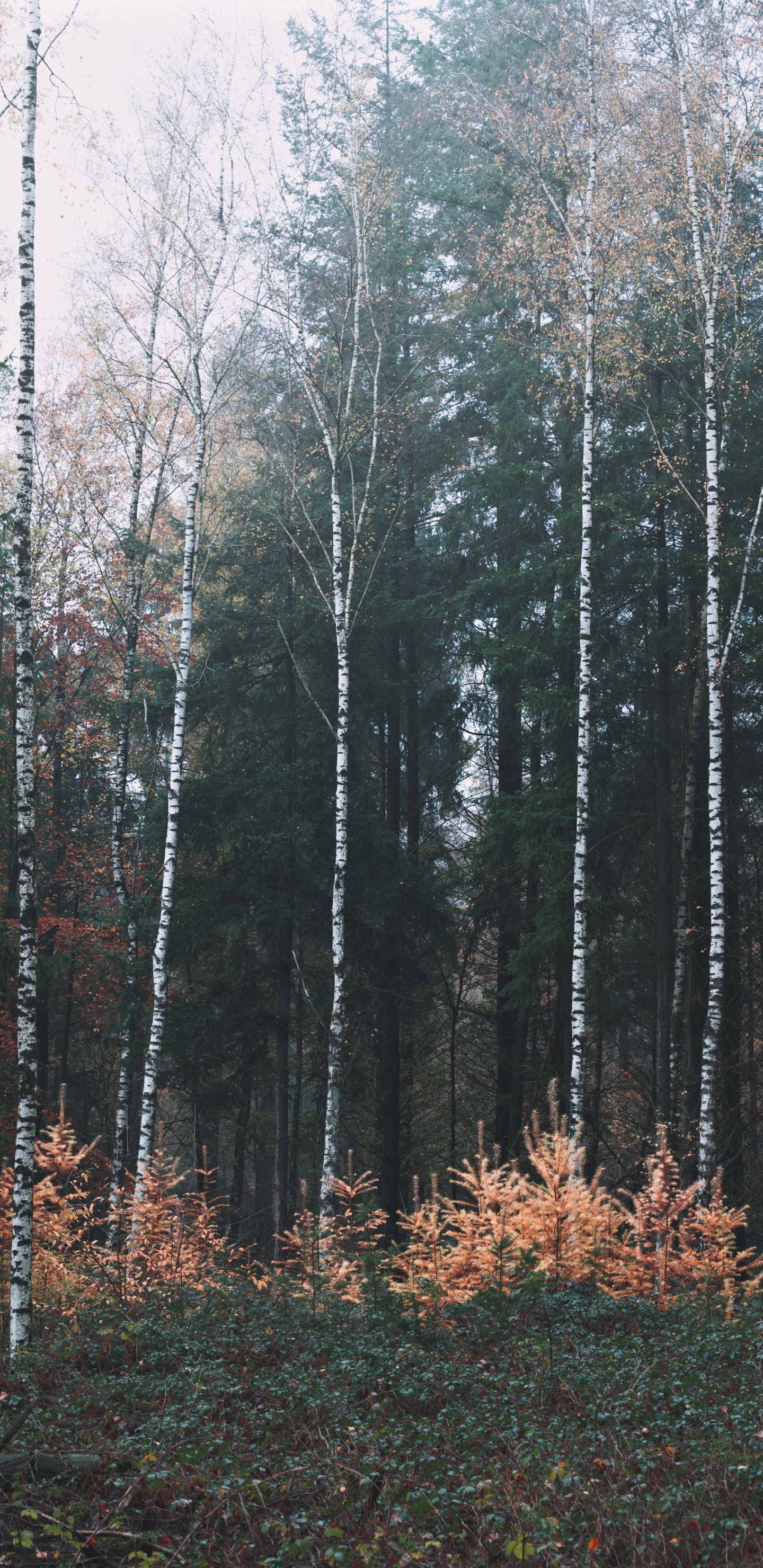 Birch, Forest, Biome, Forestry, Temperate Coniferous Forest. Wallpaper in 1440x2960 Resolution