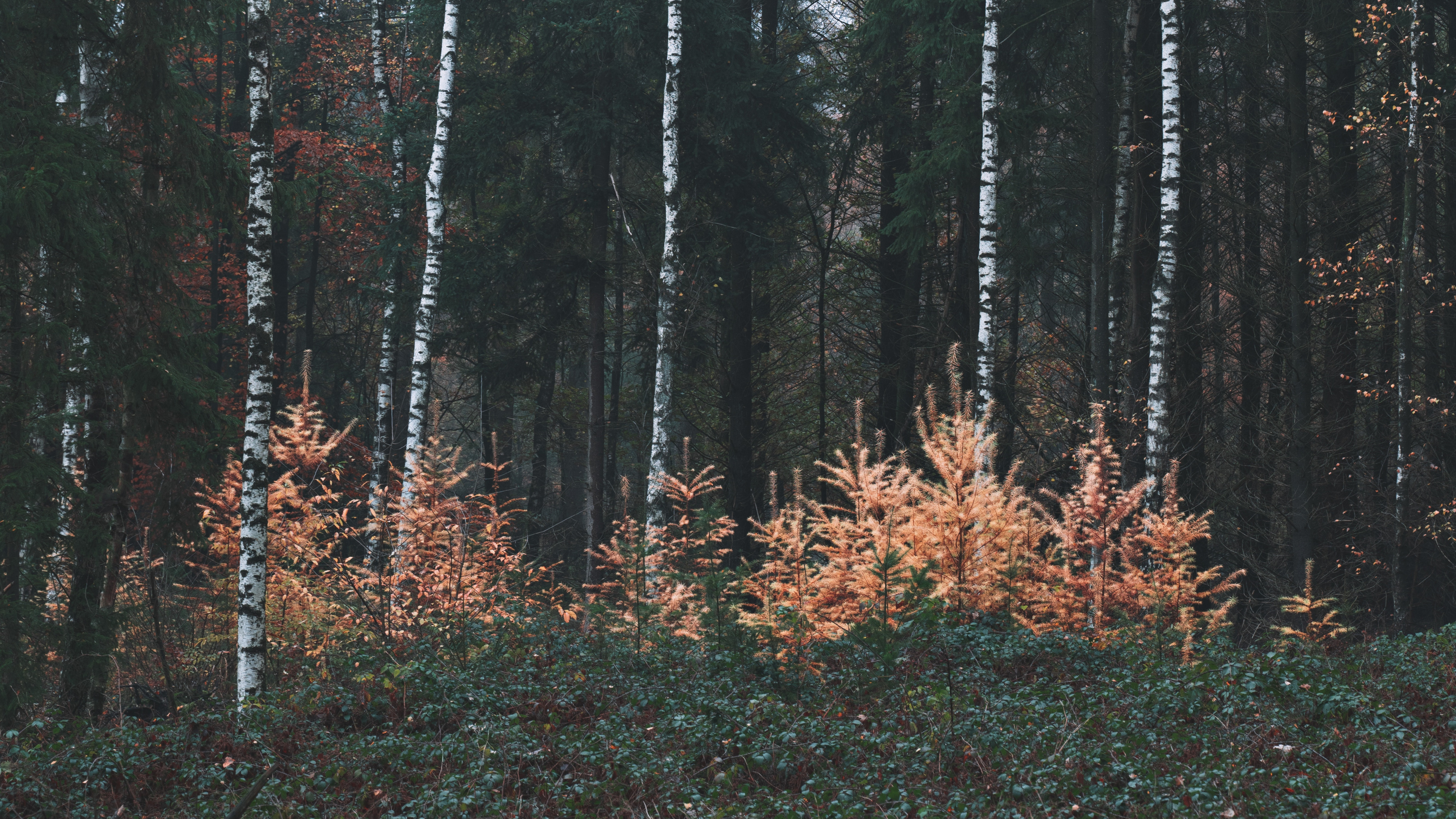Birke, Wald, Biome, Forstwirtschaft, Gemäßigten Nadelwald. Wallpaper in 3840x2160 Resolution