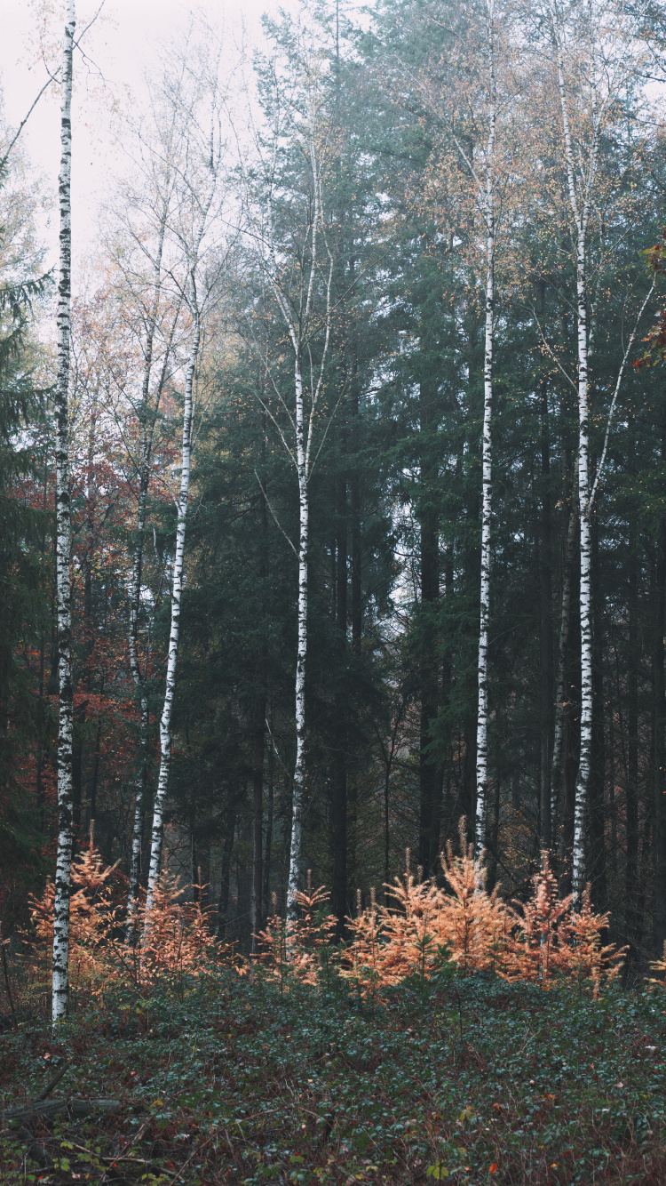 Bouleau, Forêt, Biome, Foresterie, Les Forêts de Conifères Tempérées. Wallpaper in 750x1334 Resolution