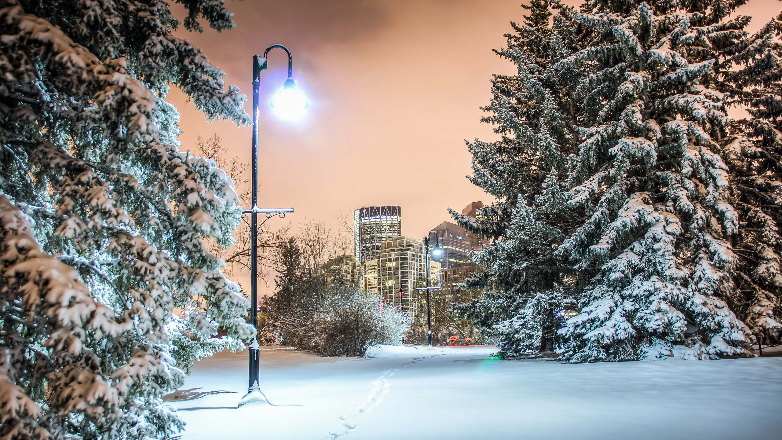 Snow Covered Trees and City Buildings During Sunset. Wallpaper in 2560x1440 Resolution