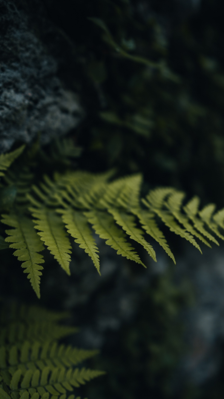 Madera, Damaksnis, Ramita, Planta Terrestre, Paisaje Natural. Wallpaper in 750x1334 Resolution