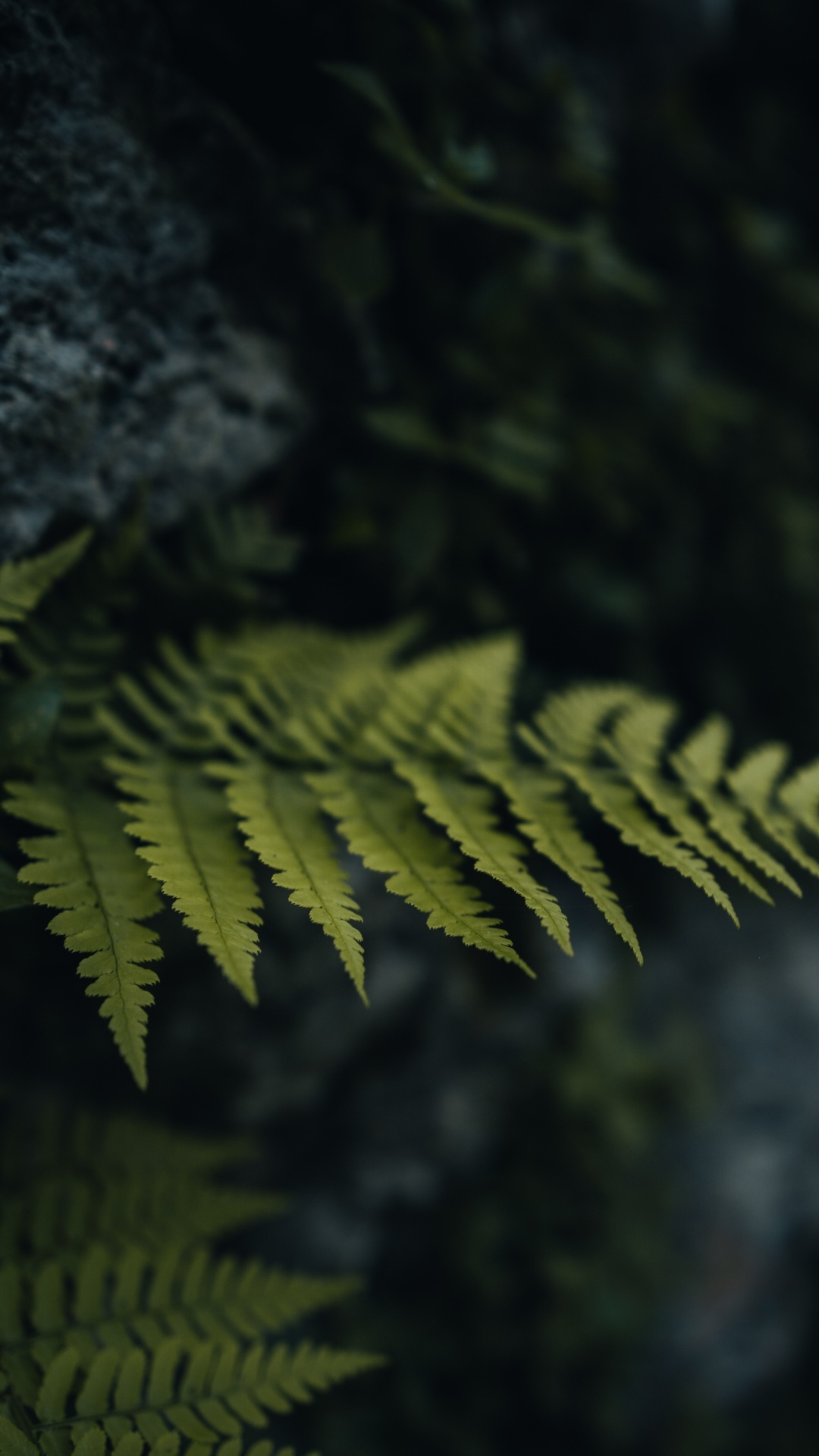 木, 树枝, 陆地上的植物, 自然景观, 森林 壁纸 1080x1920 允许