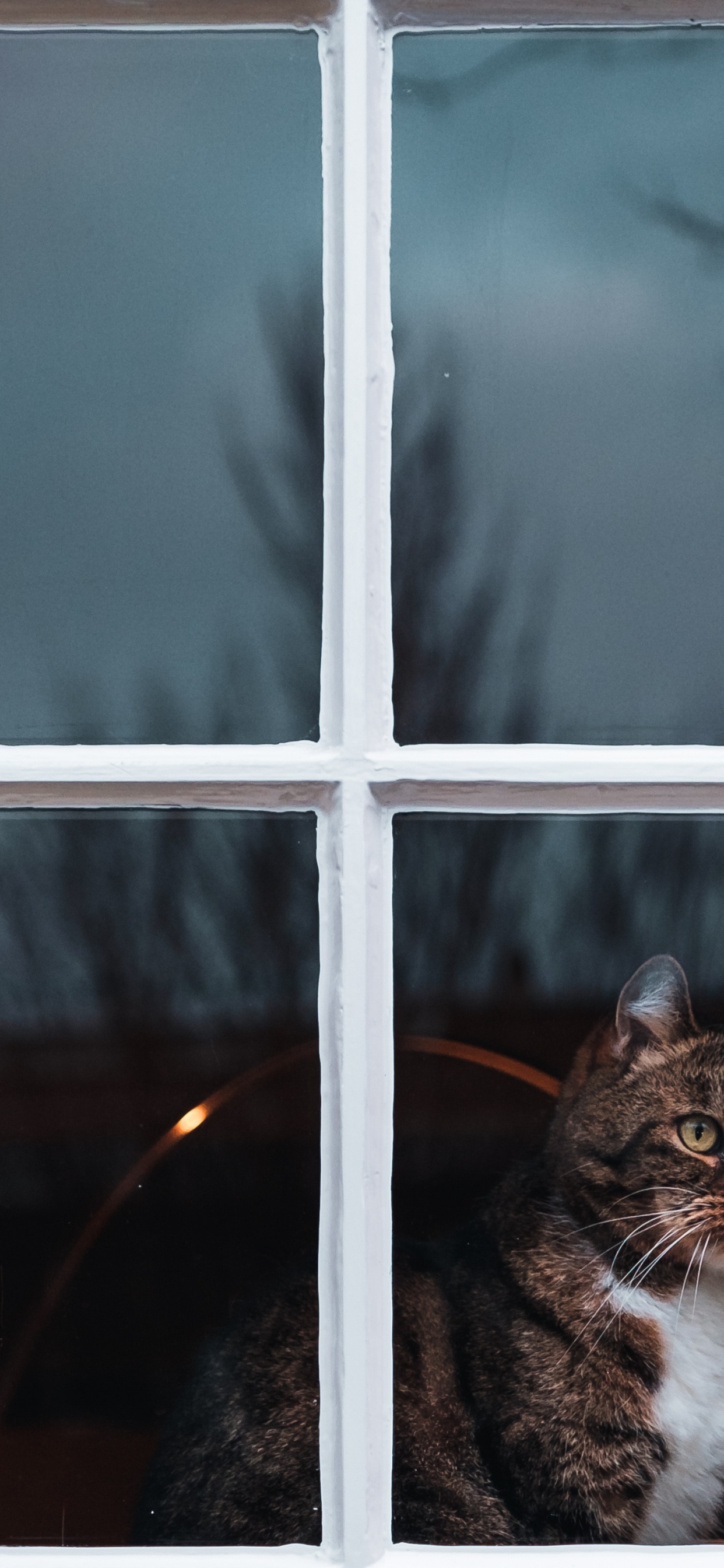 Braun Getigerte Katze am Fenster. Wallpaper in 1242x2688 Resolution