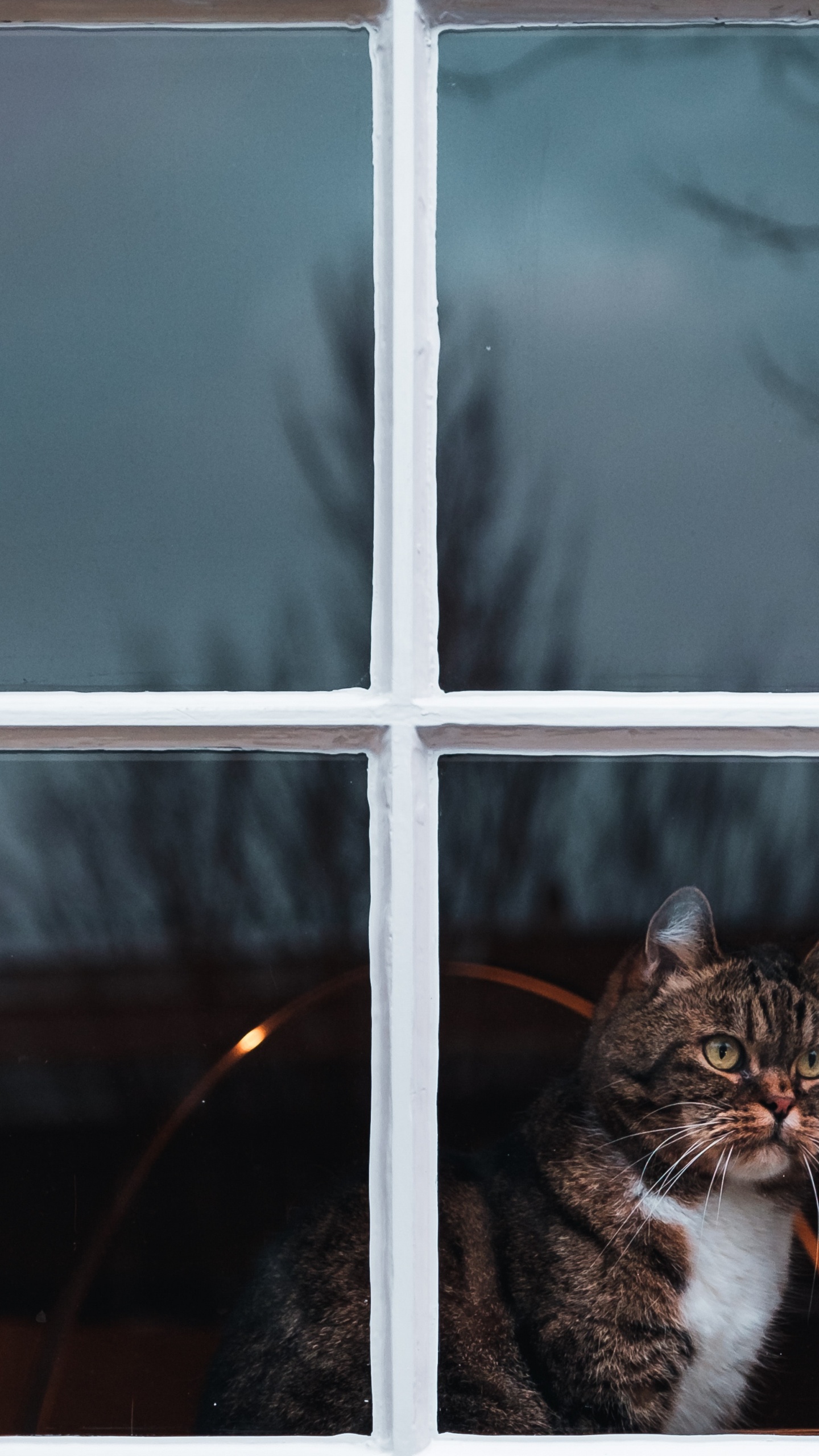 Braun Getigerte Katze am Fenster. Wallpaper in 1440x2560 Resolution