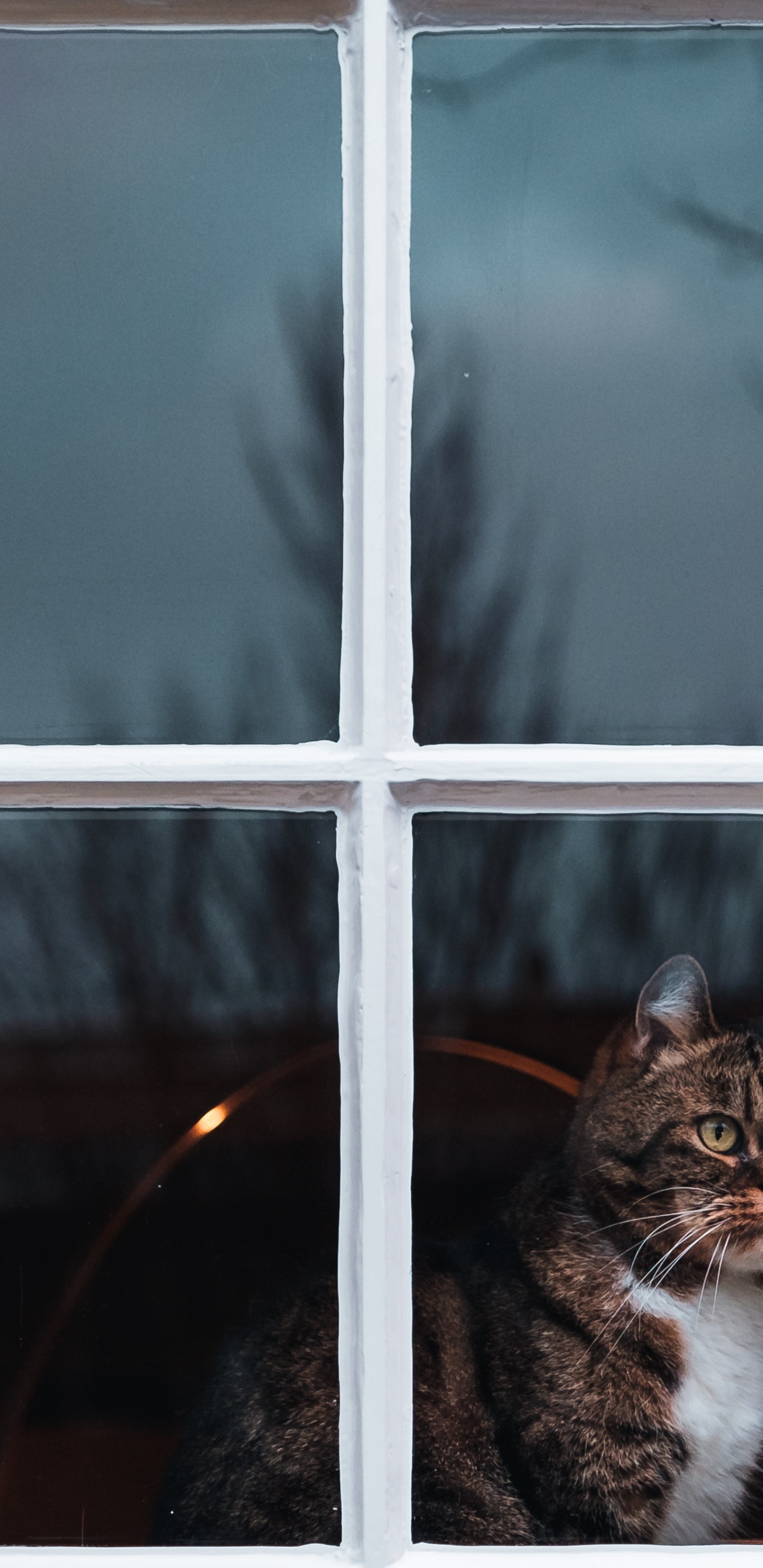 Braun Getigerte Katze am Fenster. Wallpaper in 1440x2960 Resolution