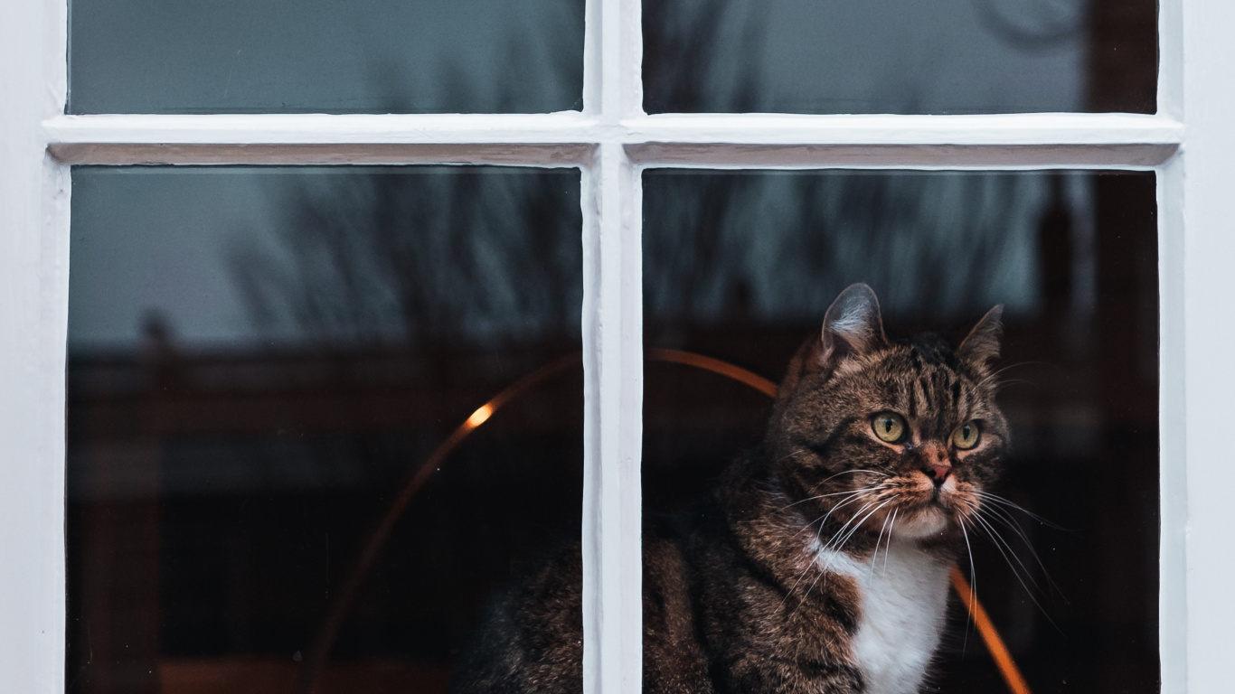 Brown Tabby Cat on Window. Wallpaper in 1366x768 Resolution