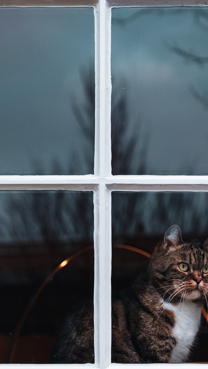 Brown Tabby Cat on Window. Wallpaper in 720x1280 Resolution