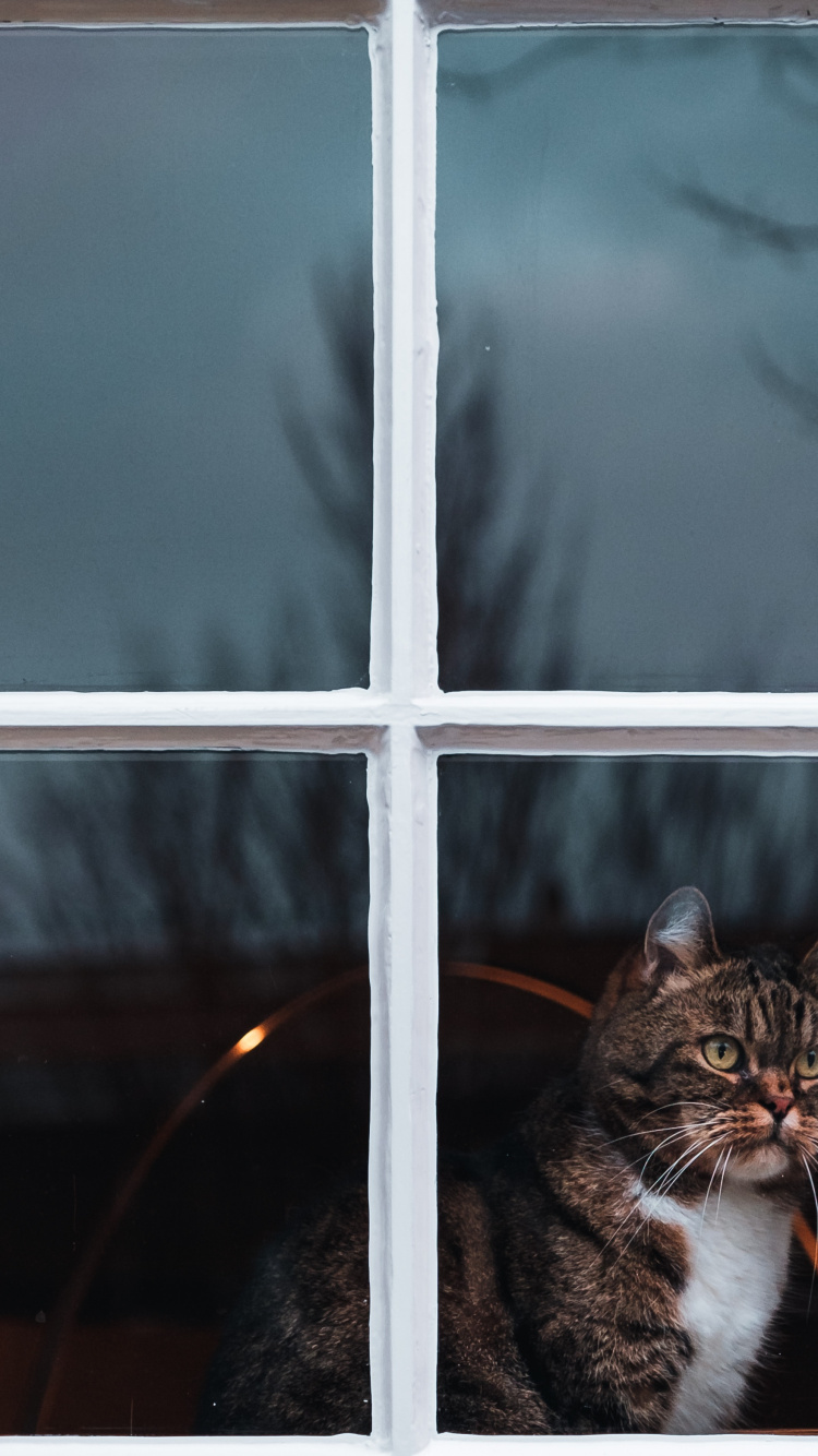 Brown Tabby Cat on Window. Wallpaper in 750x1334 Resolution