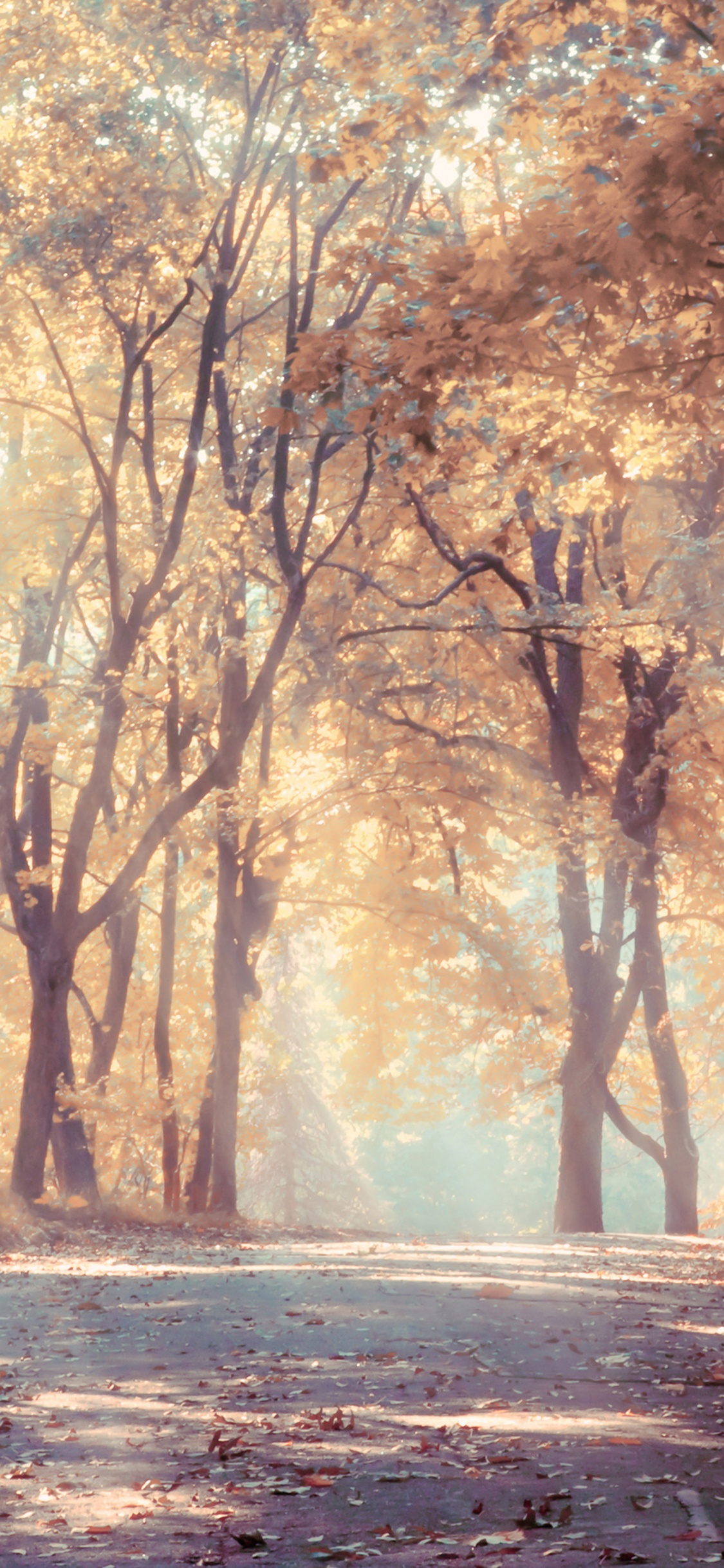 Brown Trees on Brown Field During Daytime. Wallpaper in 1125x2436 Resolution