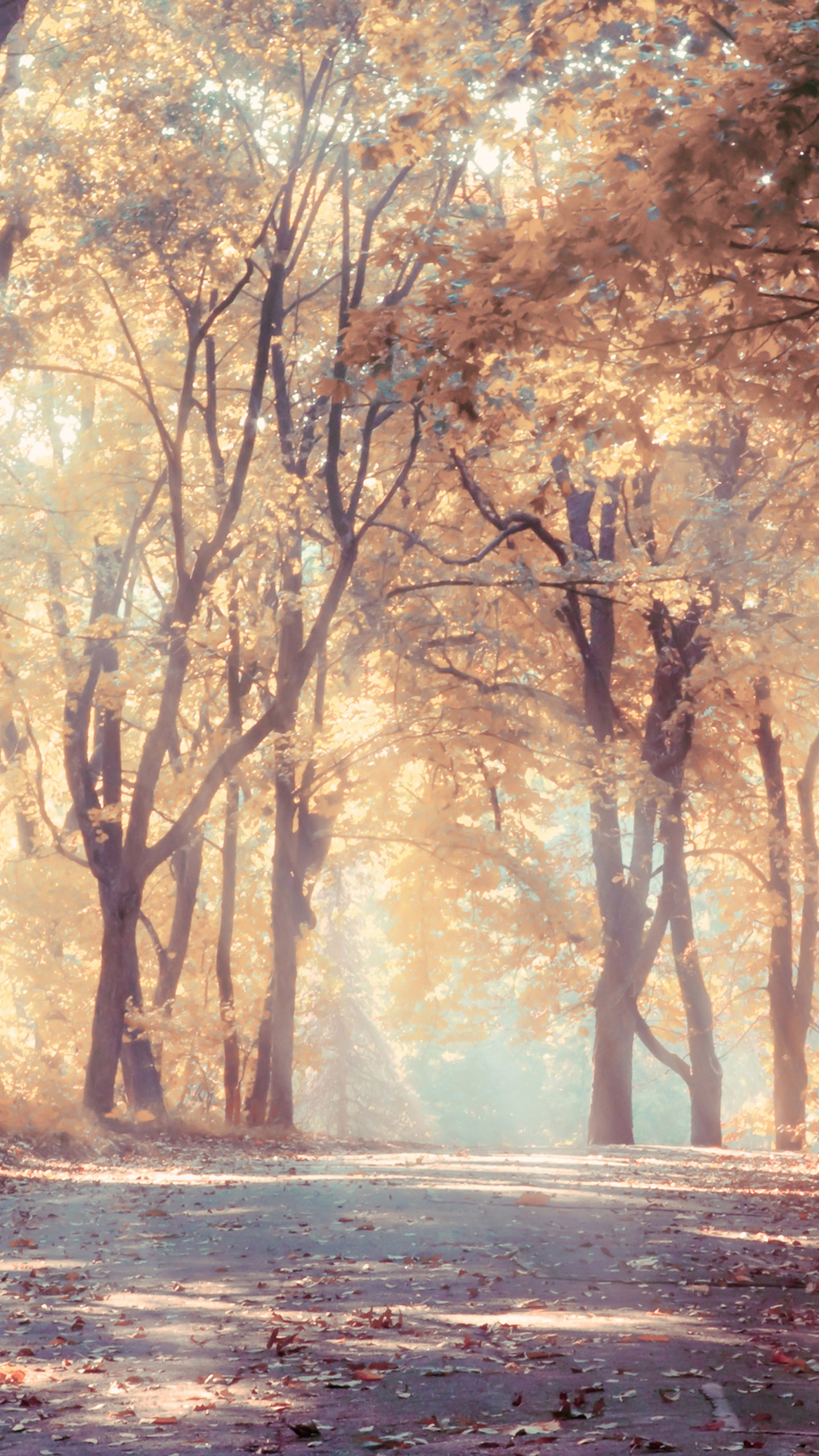 Brown Trees on Brown Field During Daytime. Wallpaper in 1440x2560 Resolution