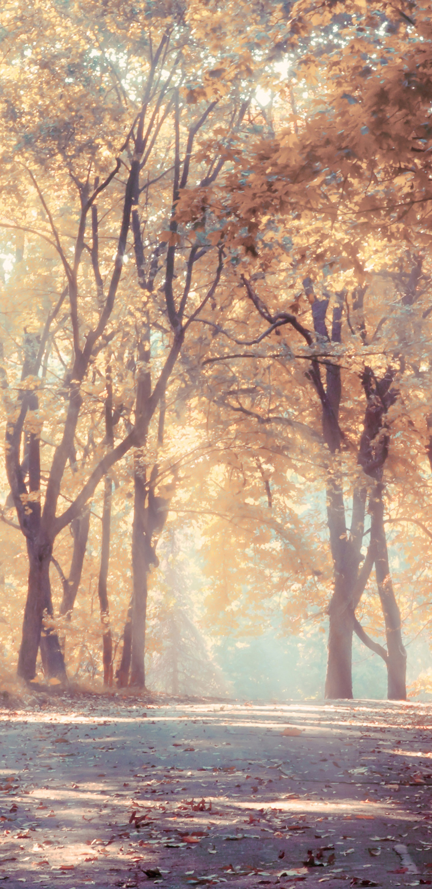 Brown Trees on Brown Field During Daytime. Wallpaper in 1440x2960 Resolution