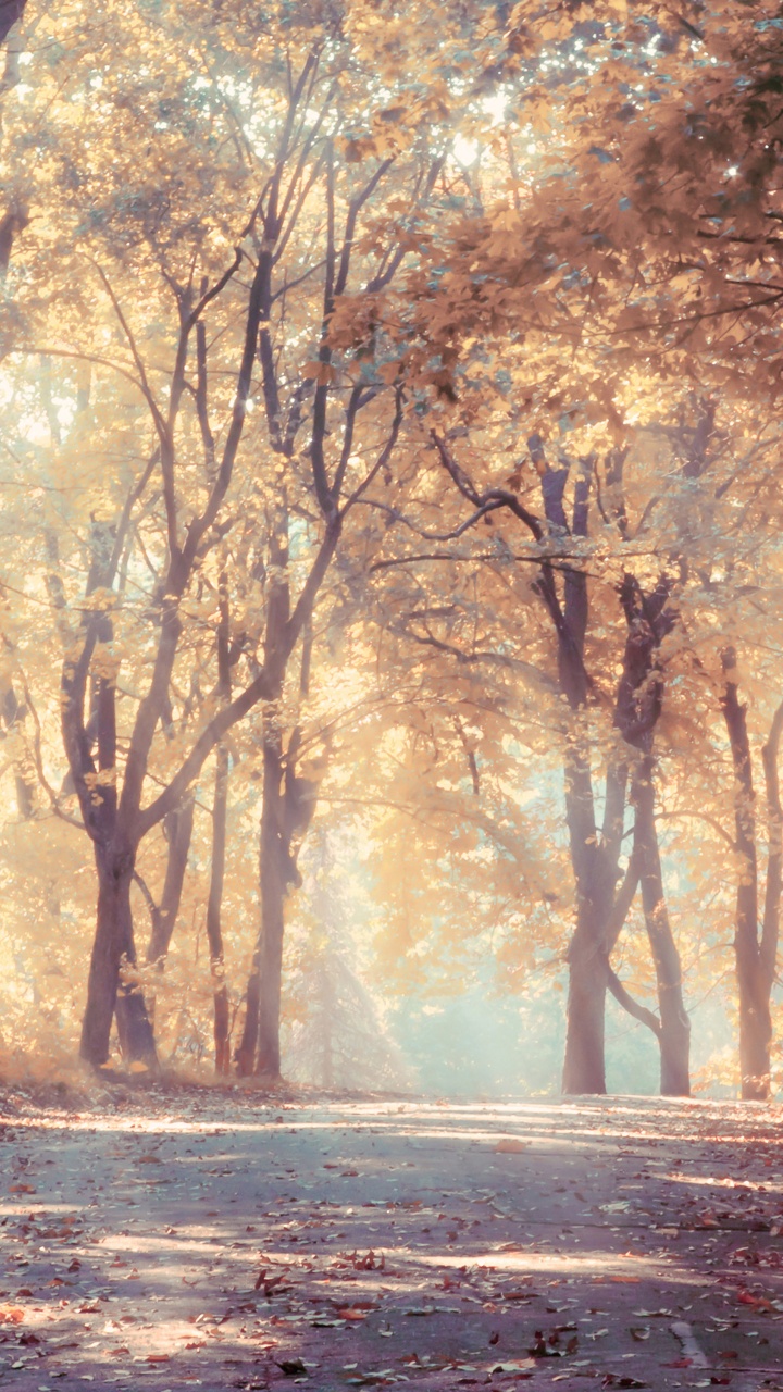 Brown Trees on Brown Field During Daytime. Wallpaper in 720x1280 Resolution
