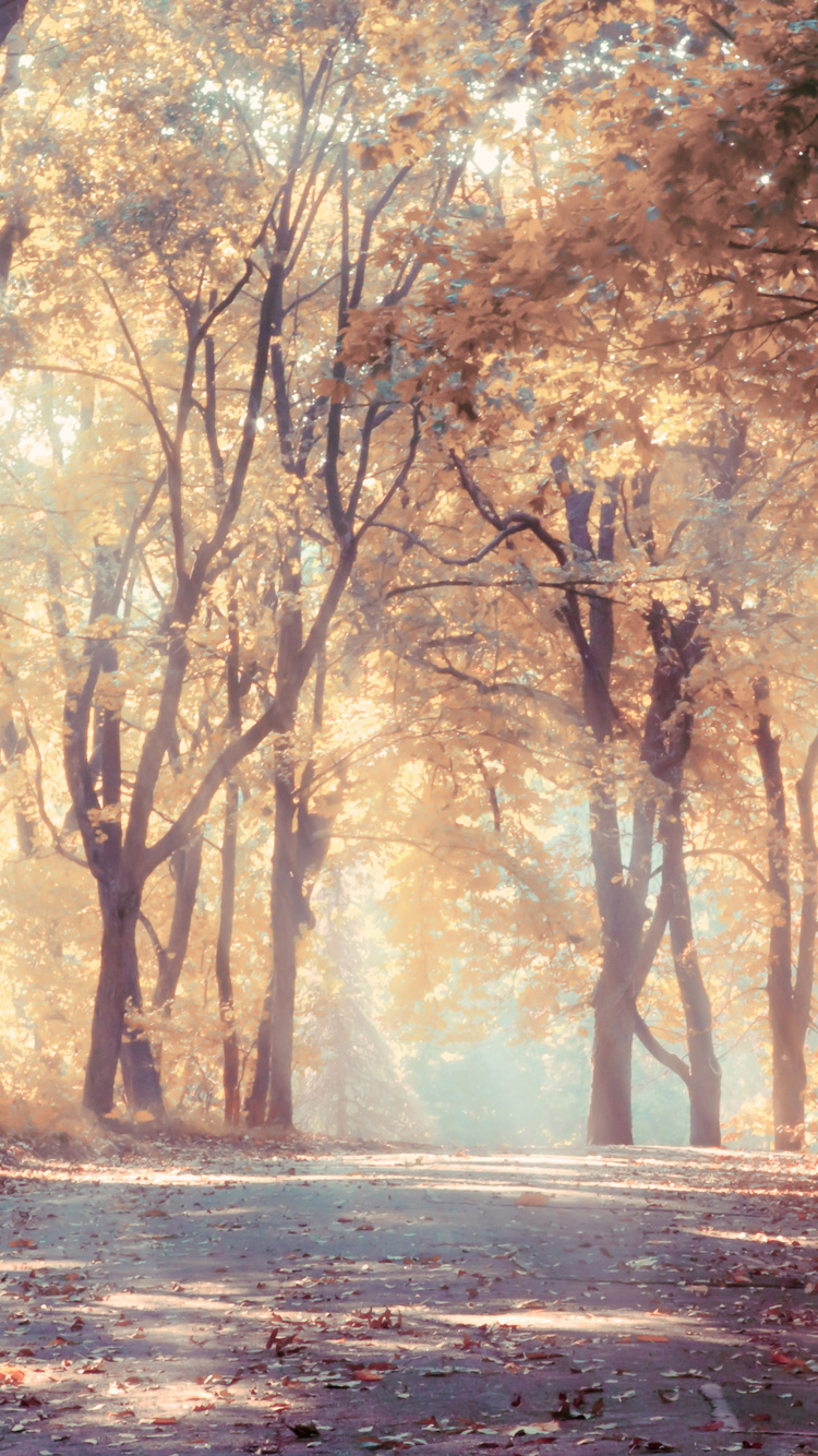 Brown Trees on Brown Field During Daytime. Wallpaper in 750x1334 Resolution