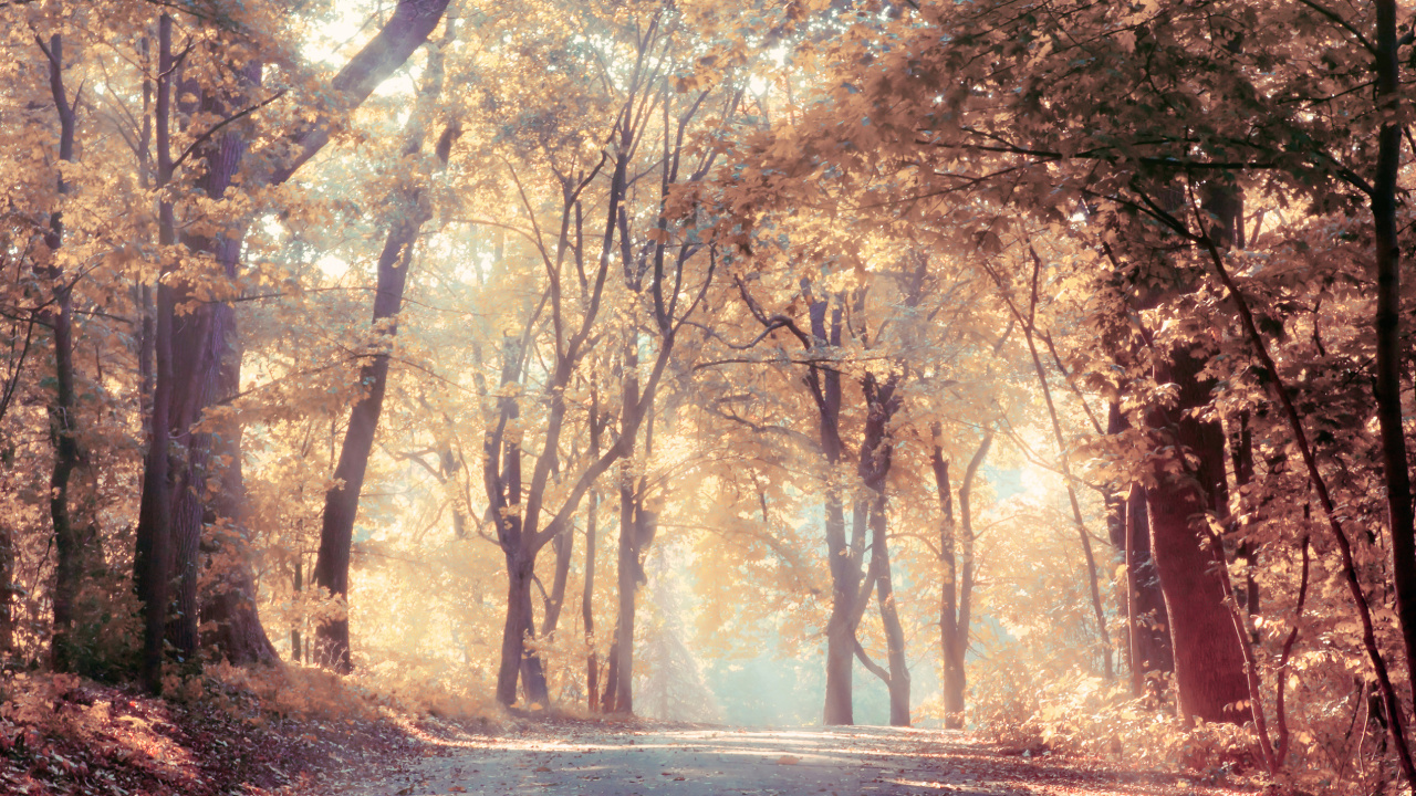 Arbres Bruns Sur Champ Brun Pendant la Journée. Wallpaper in 1280x720 Resolution