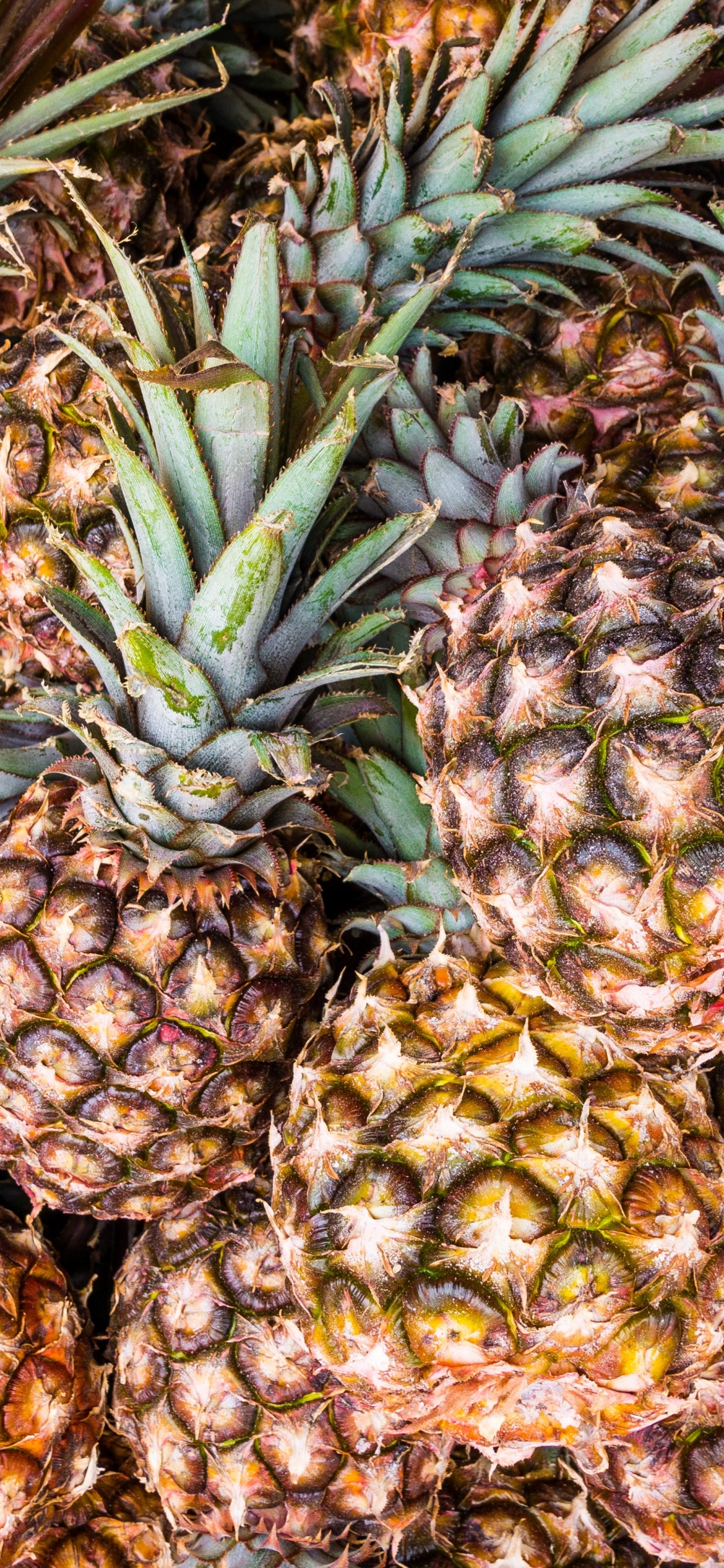 Green and Yellow Pineapple Fruits. Wallpaper in 1125x2436 Resolution