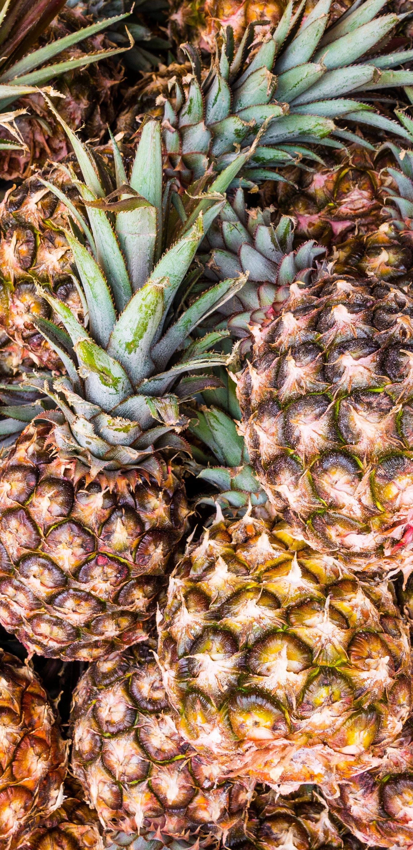 Fruits D'ananas Verts et Jaunes. Wallpaper in 1440x2960 Resolution
