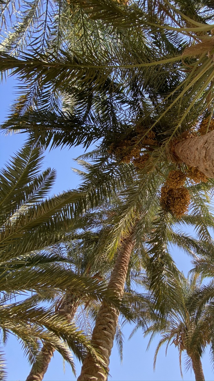 Vegetation, Coconut, Branch, Woody Plant, Terrestrial Plant. Wallpaper in 720x1280 Resolution