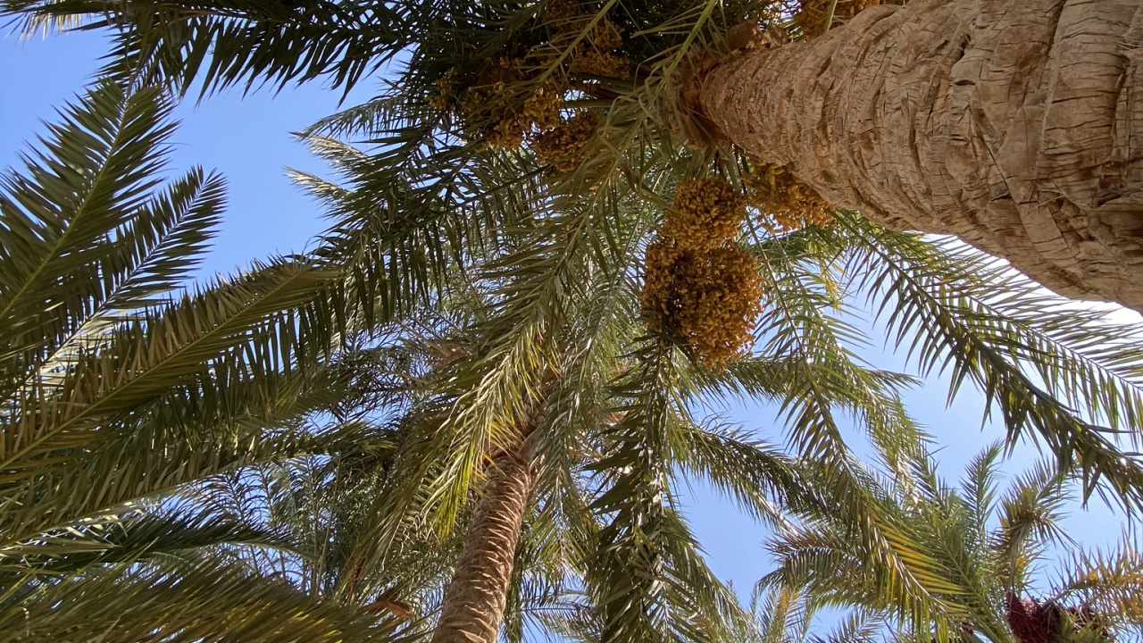 Vegetation, Kokosnuss, Branch, Woody Pflanze, Terrestrische Pflanzen. Wallpaper in 1280x720 Resolution