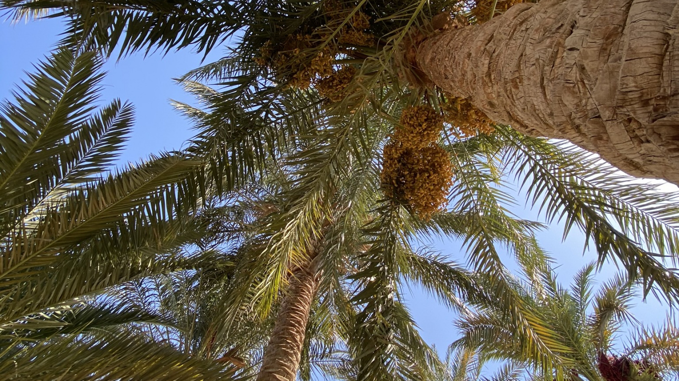 Vegetation, Kokosnuss, Branch, Woody Pflanze, Terrestrische Pflanzen. Wallpaper in 1366x768 Resolution