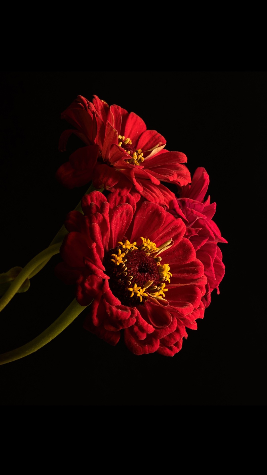 Flora, Pétalo, Flores Artificiales, Arreglos Florales, Ramo. Wallpaper in 1080x1920 Resolution