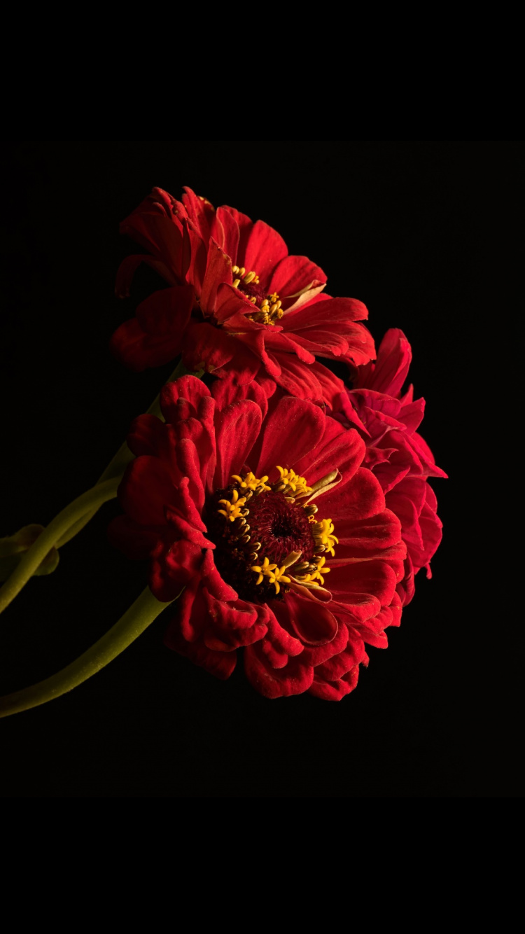 Flora, Pétalo, Flores Artificiales, Arreglos Florales, Ramo. Wallpaper in 750x1334 Resolution