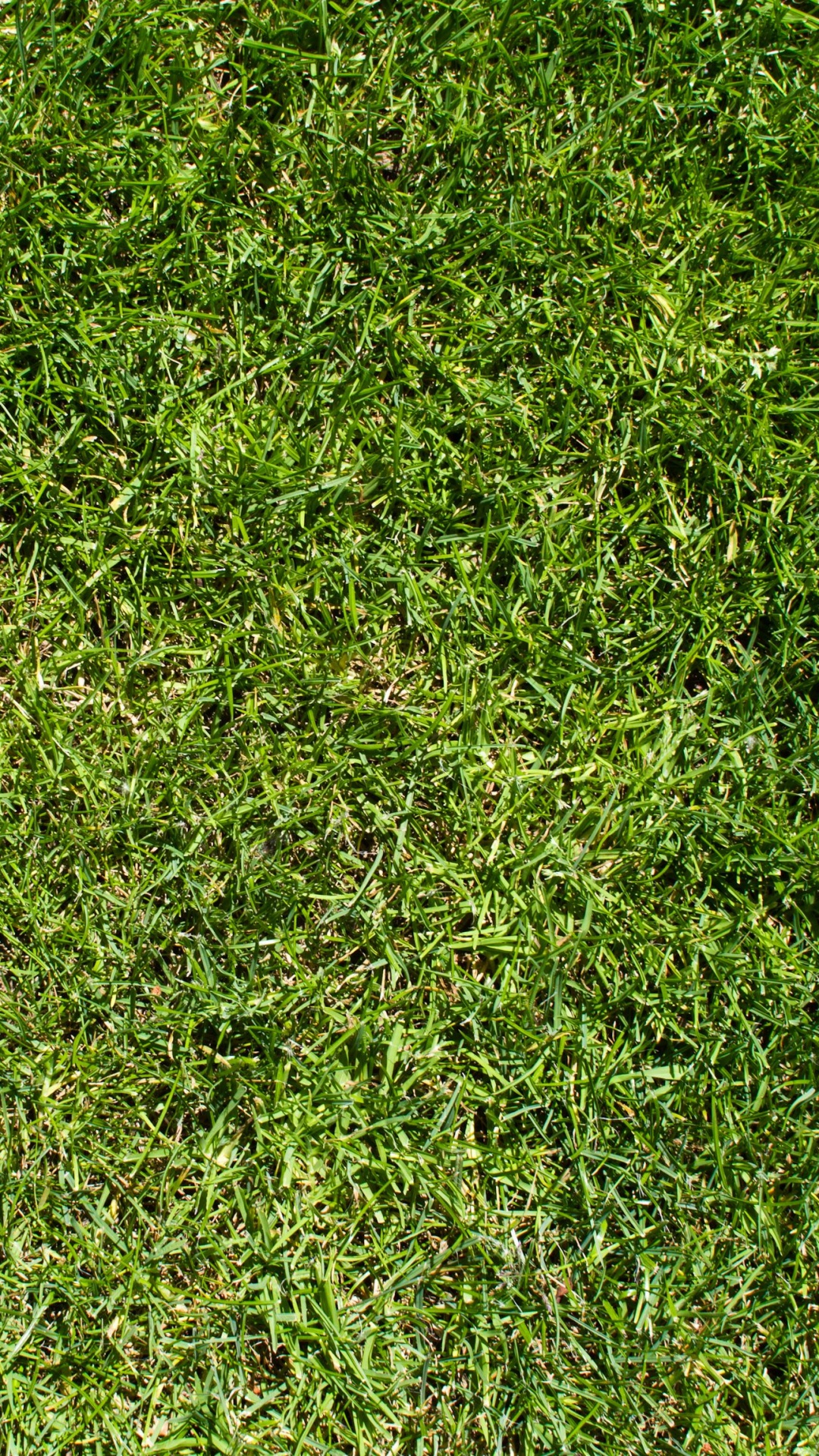 Champ D'herbe Verte Pendant la Journée. Wallpaper in 1080x1920 Resolution